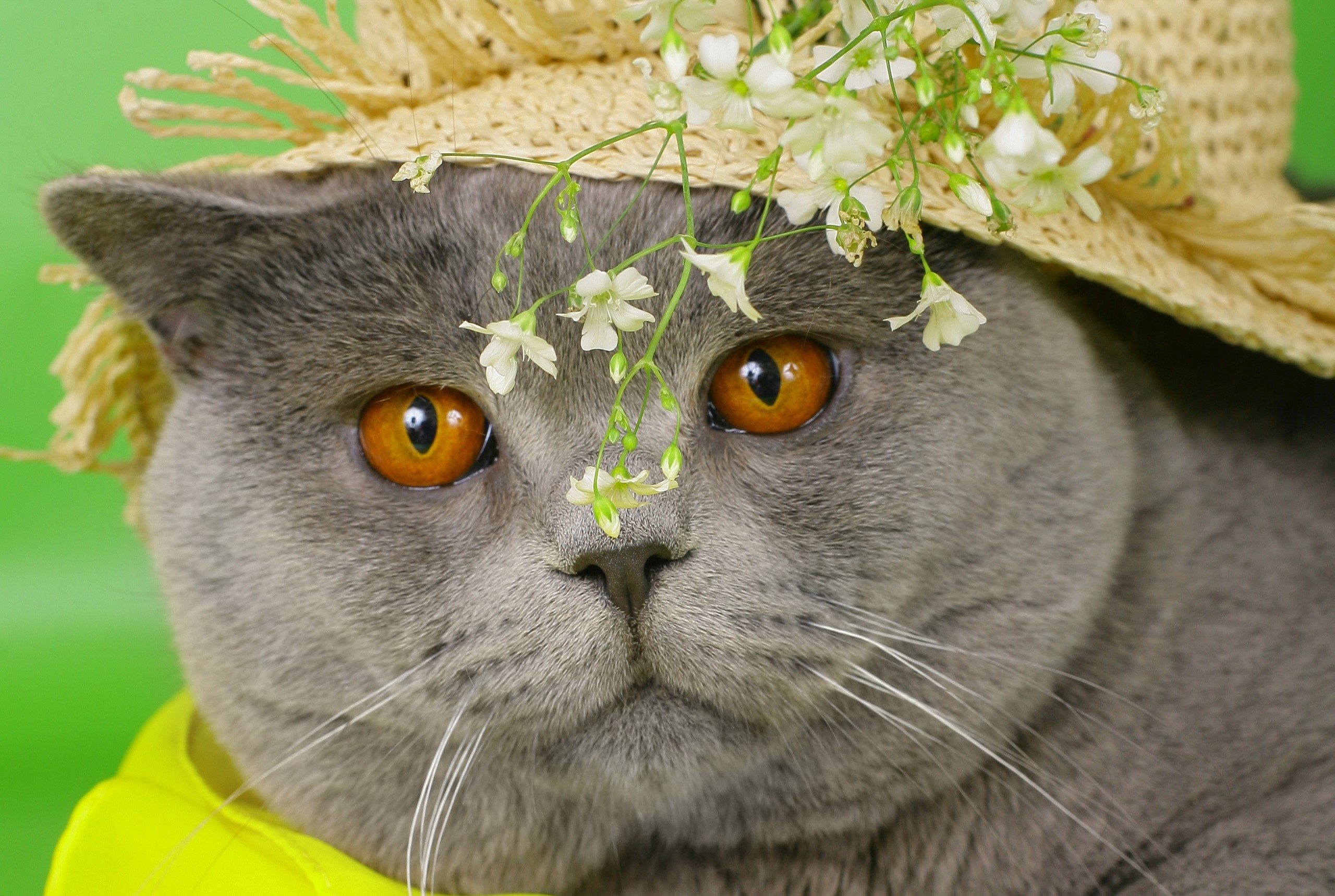 flowers, plants, cats, animals, British shorthair, HD Wallpaper