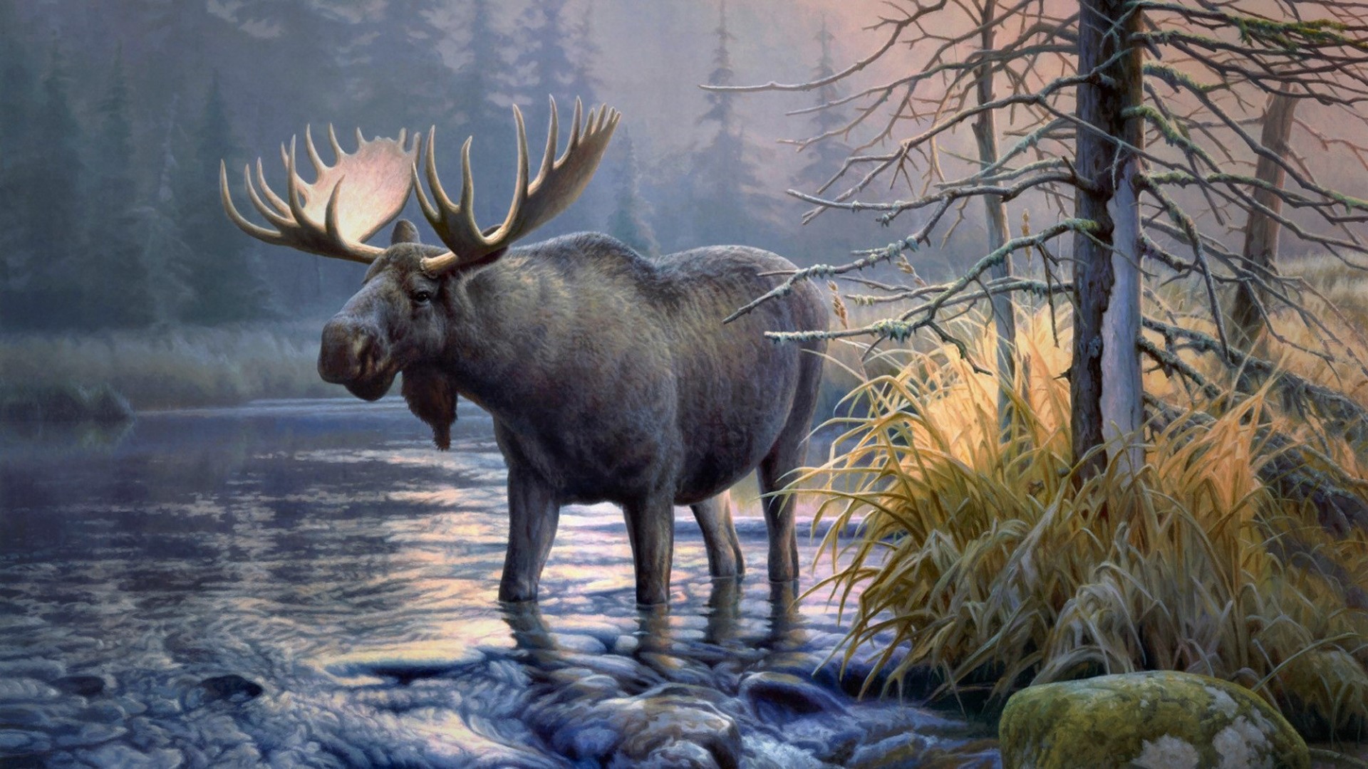elk, animals, moose, HD Wallpaper