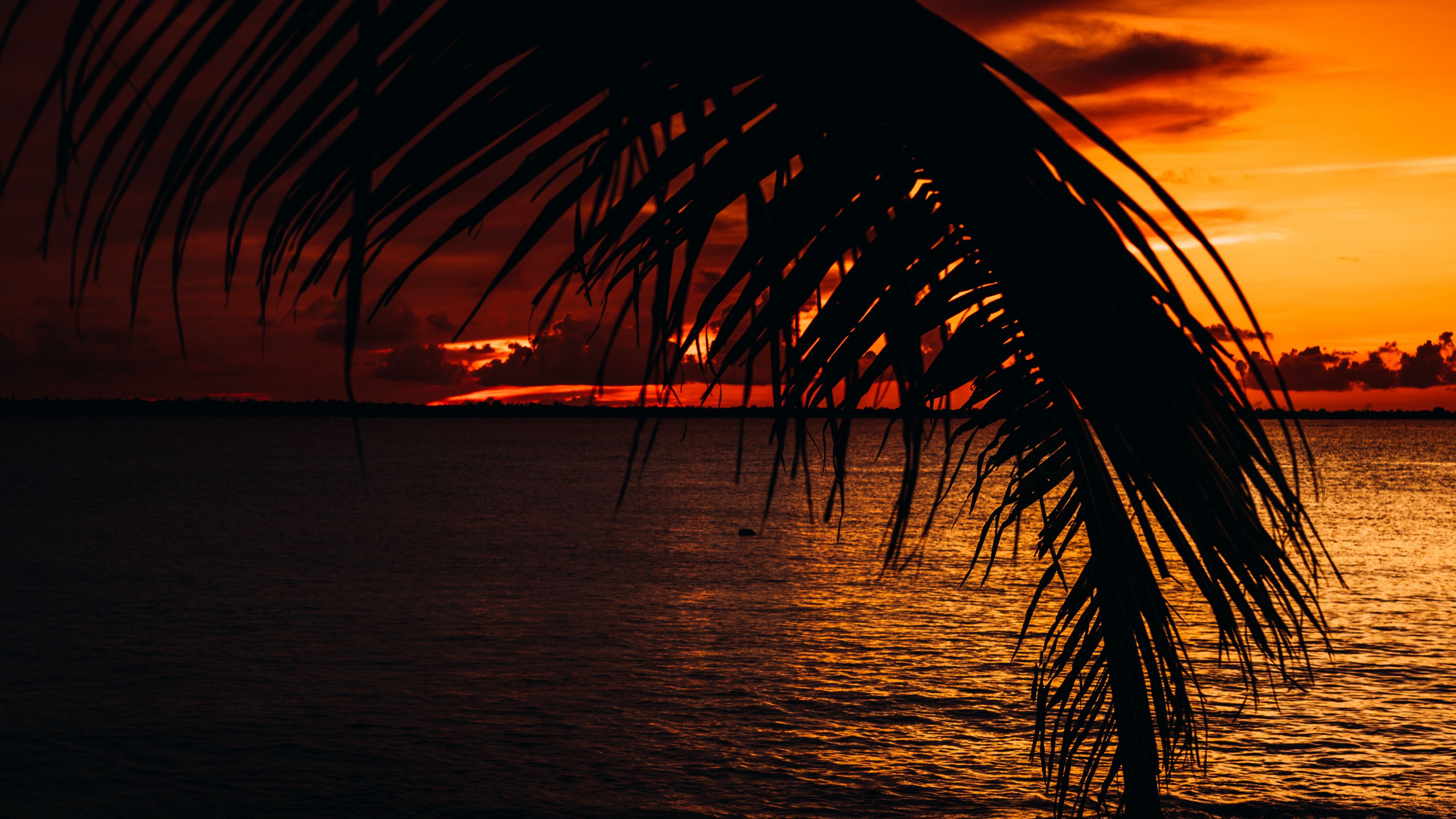 palm, sea, sunset, dark, twilight, 4k, HD Wallpaper