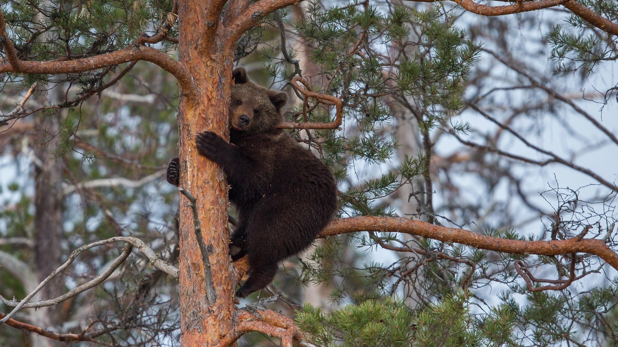 trees, nature, bears, mammals, animals, depth of field, HD Wallpaper