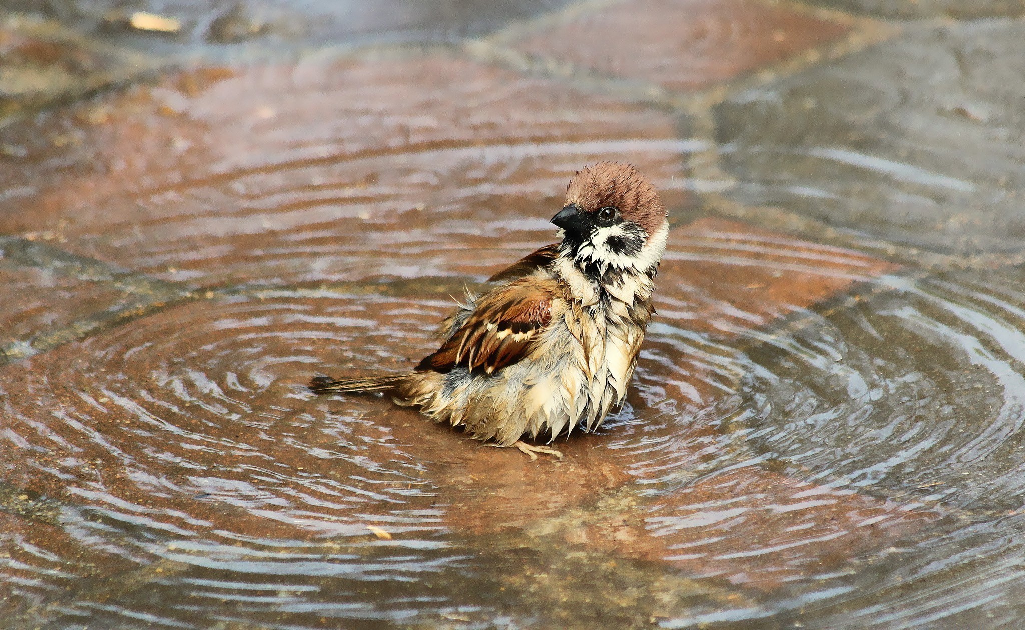wet body, animals, birds, water, HD Wallpaper
