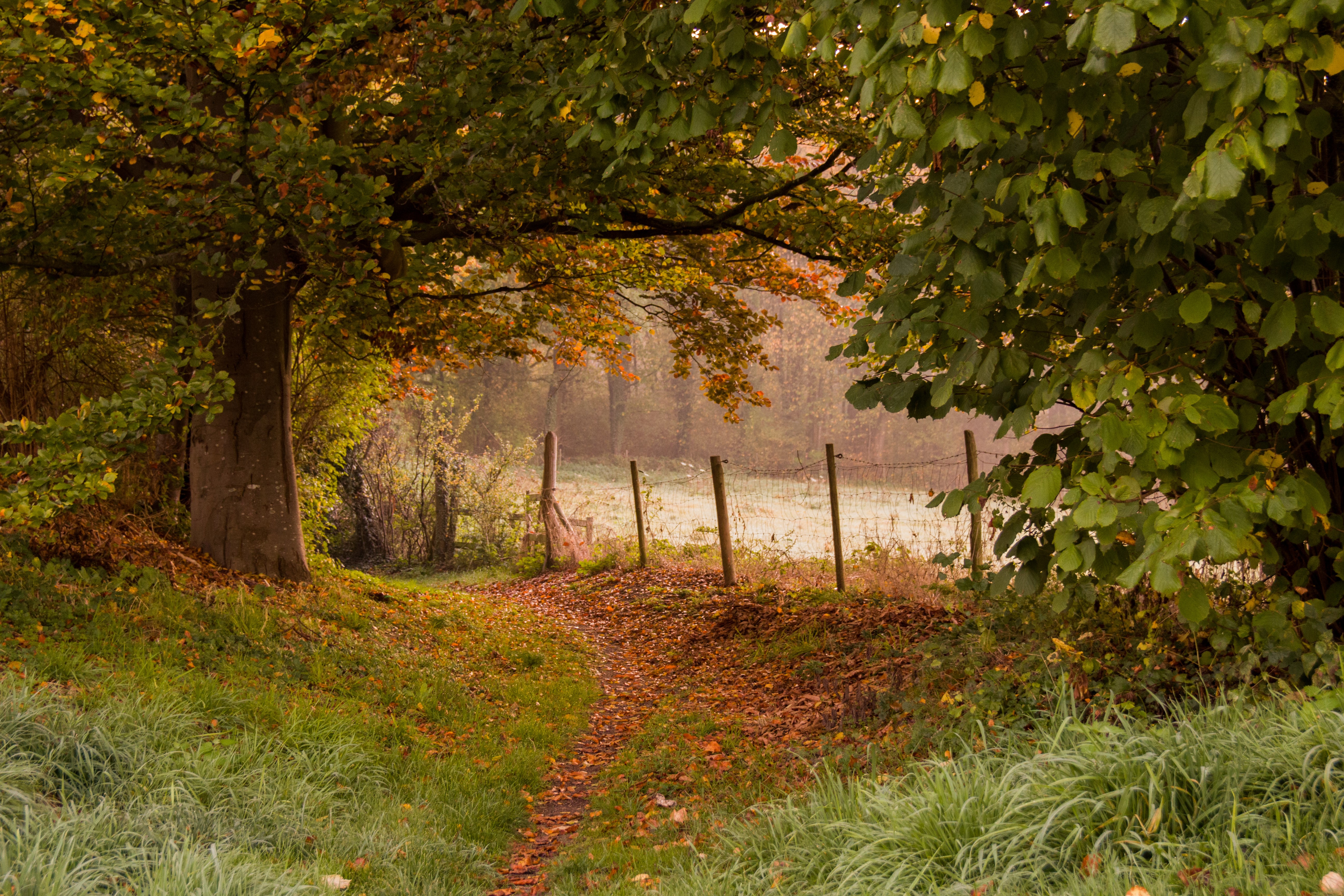 nature, plants, fence, trees, HD Wallpaper