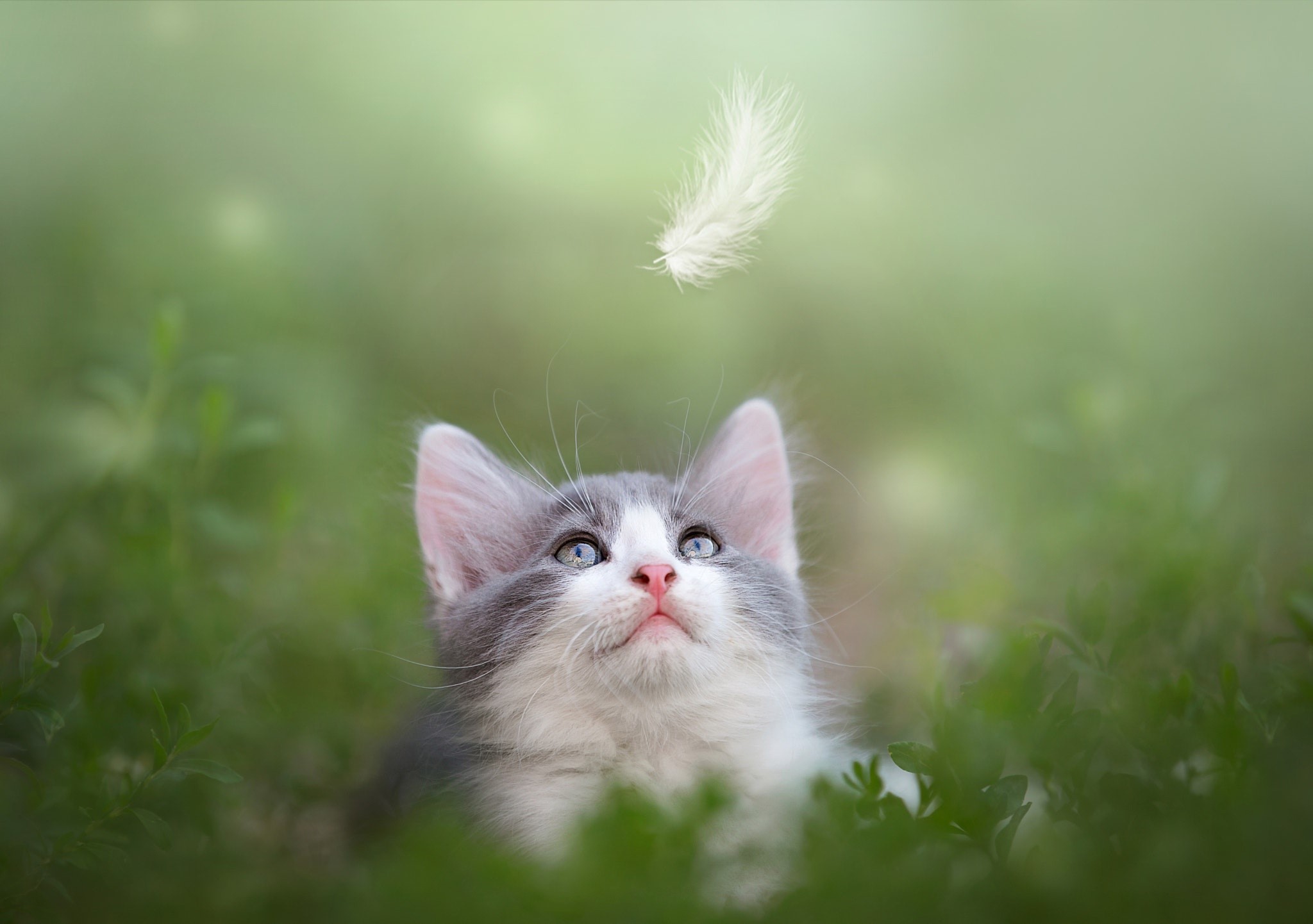 cats, nature, animals, looking up, HD Wallpaper