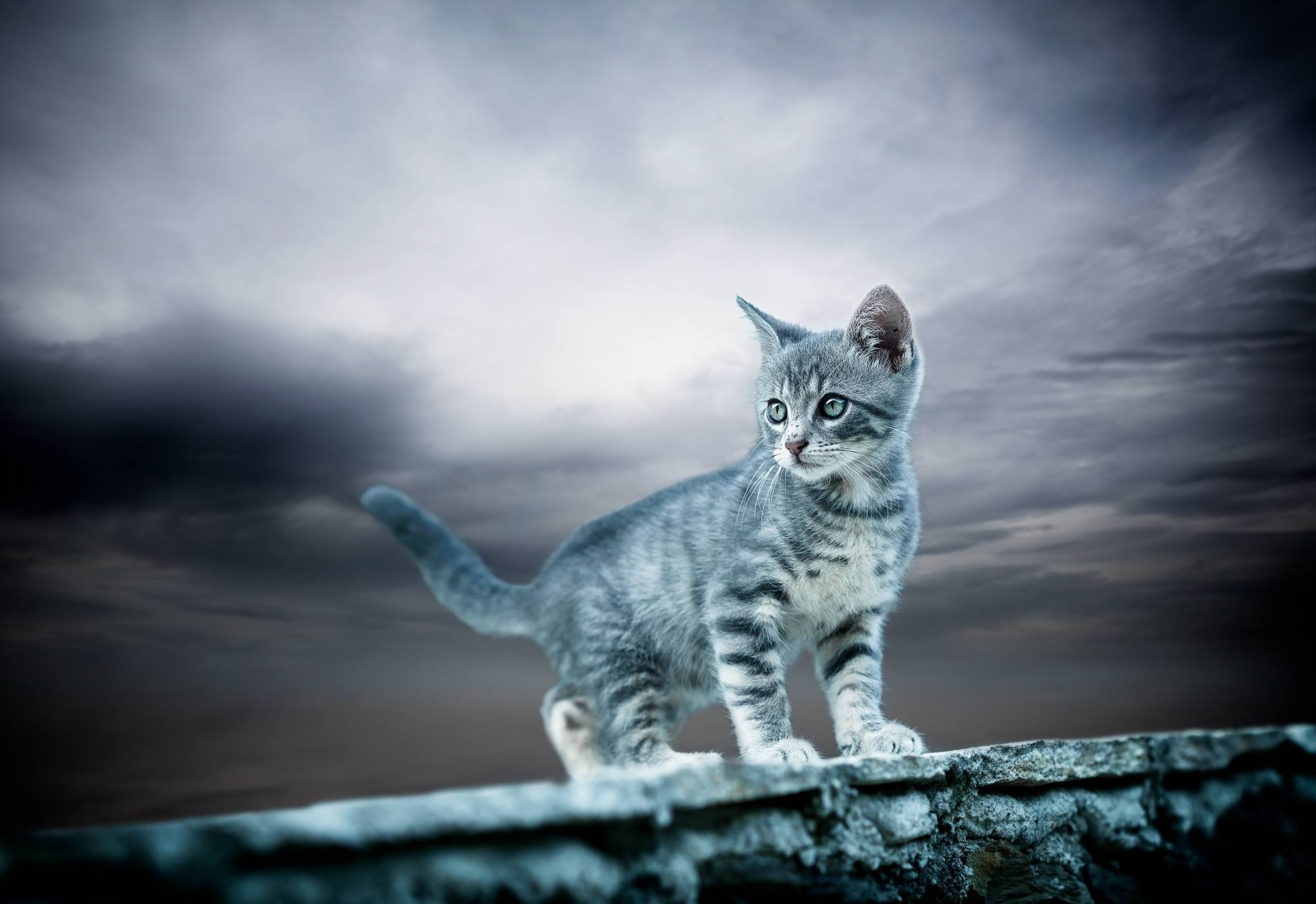 sky, cats, animals, HD Wallpaper