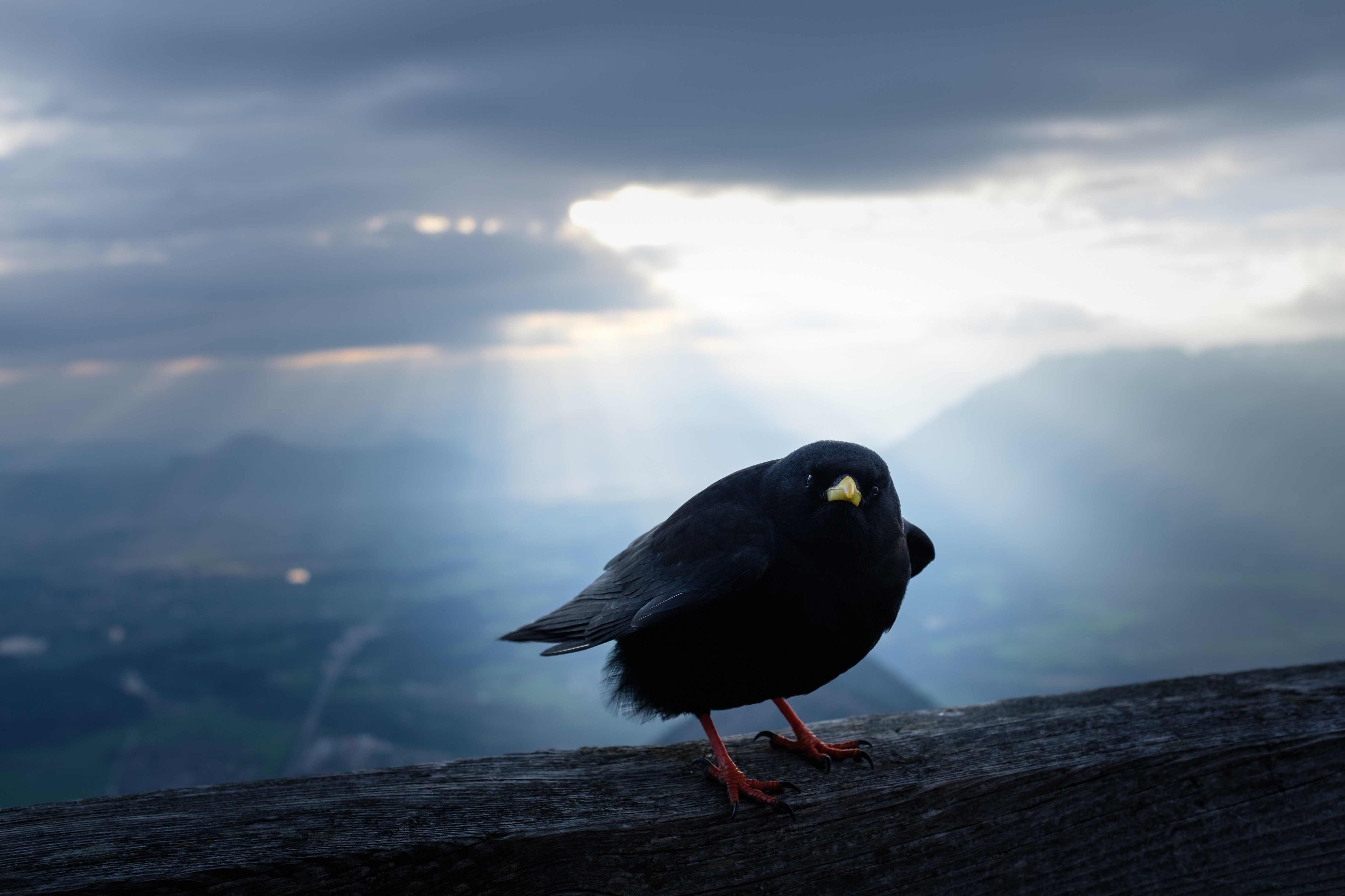 dark, landscape, sky, animals, birds, HD Wallpaper