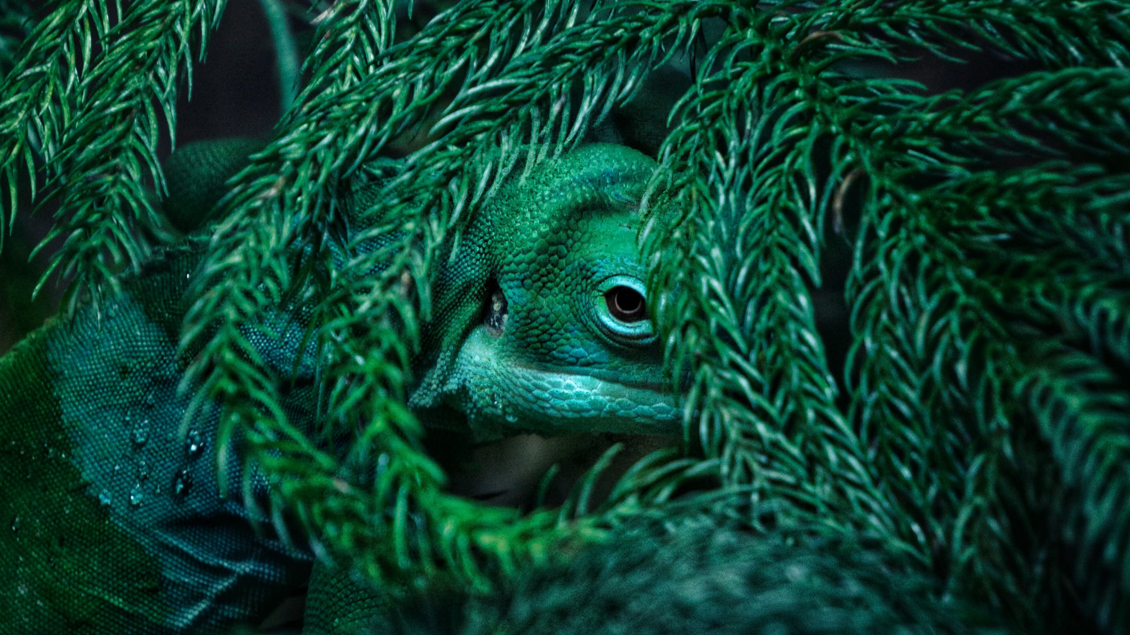 chameleon, reptile, mimicry, plant, 4k, HD Wallpaper
