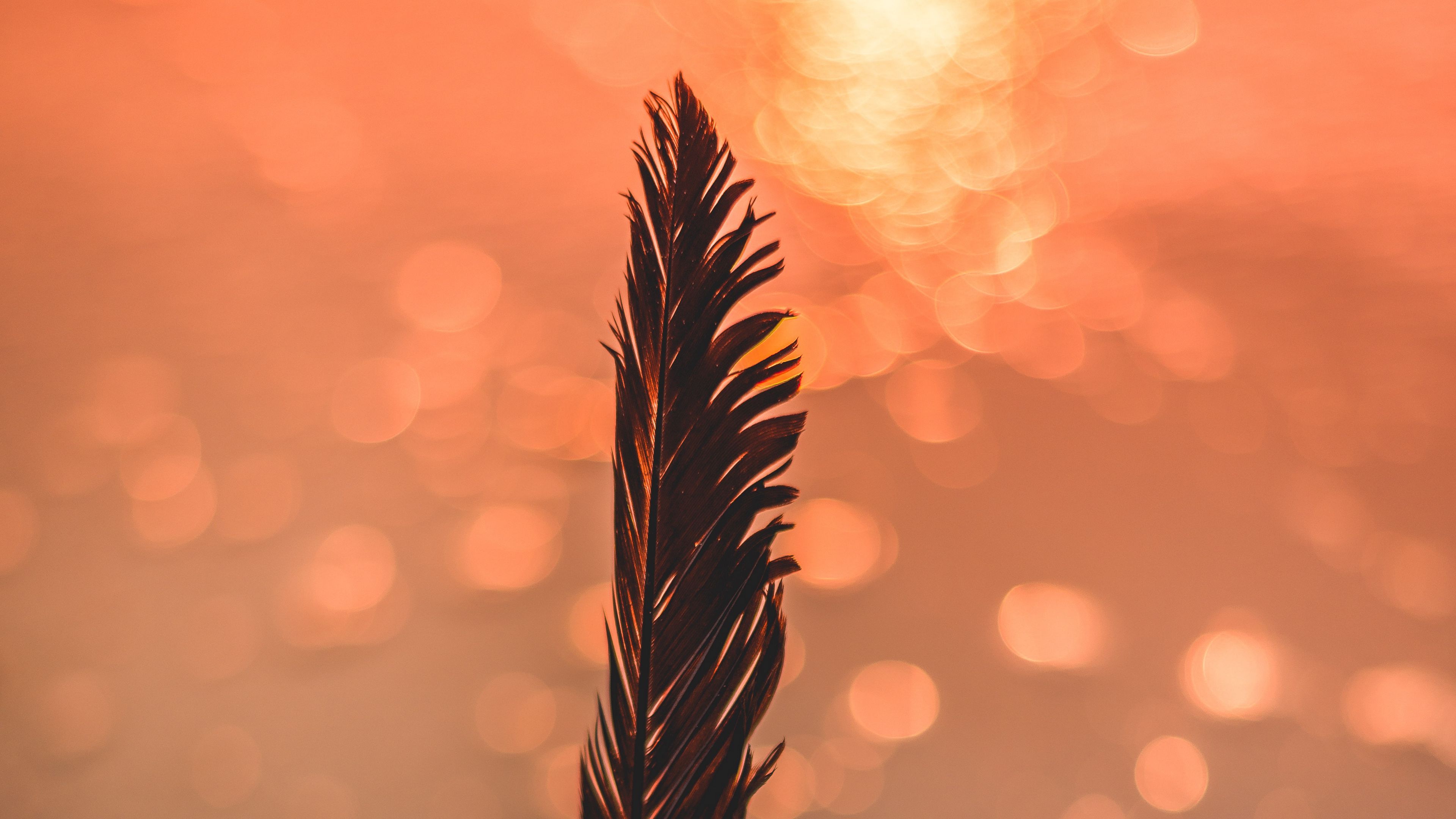 feather, black, bokeh, blur, glare, 4k, HD Wallpaper