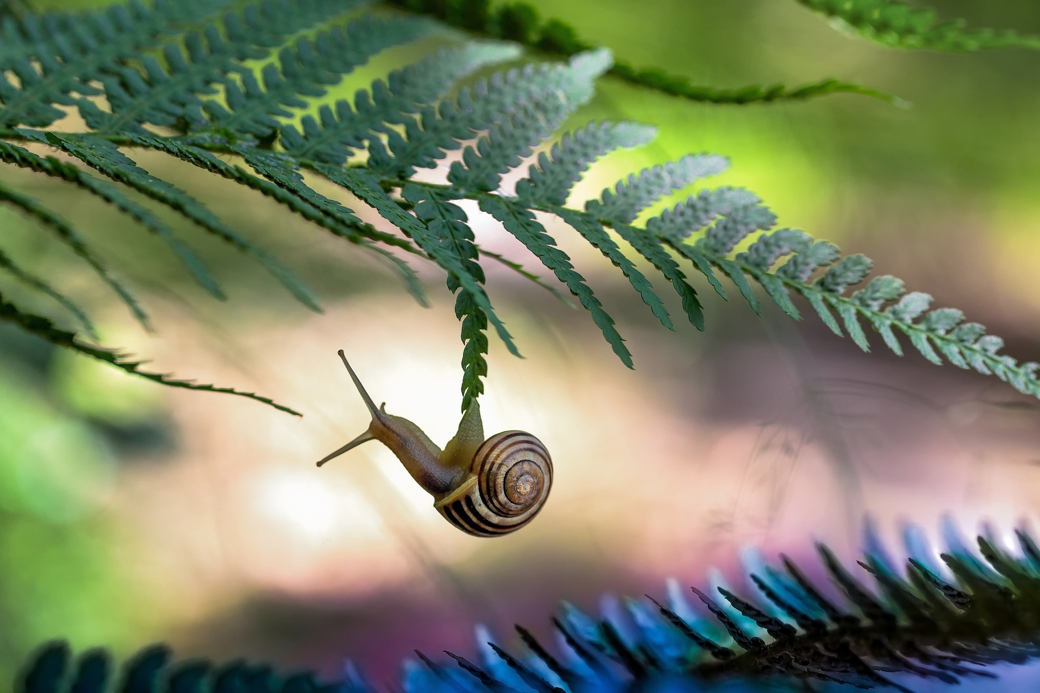 slug, nature, plants, animals, leaves, HD Wallpaper