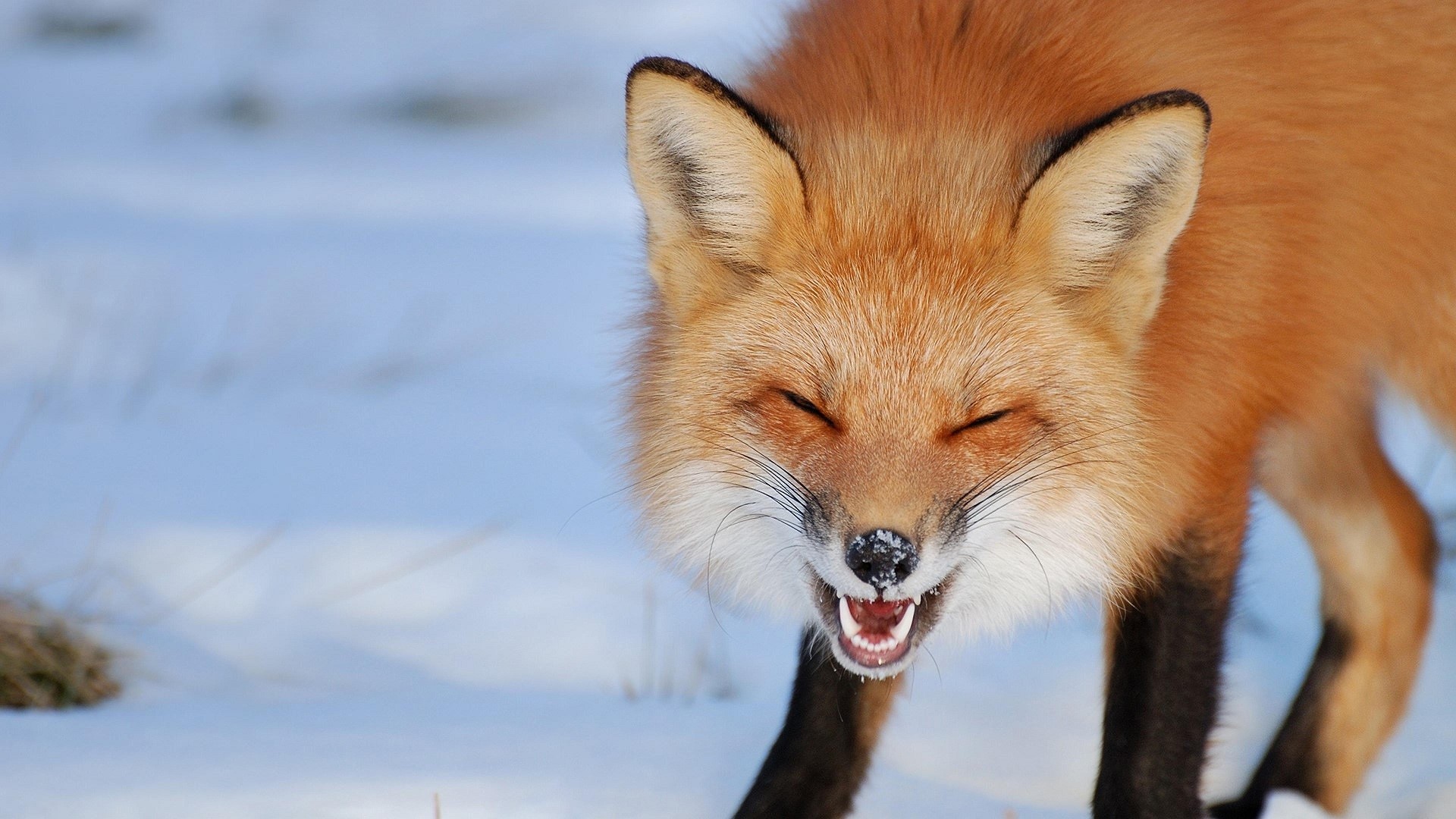 animals, photography, fox, snow, closed eyes, HD Wallpaper