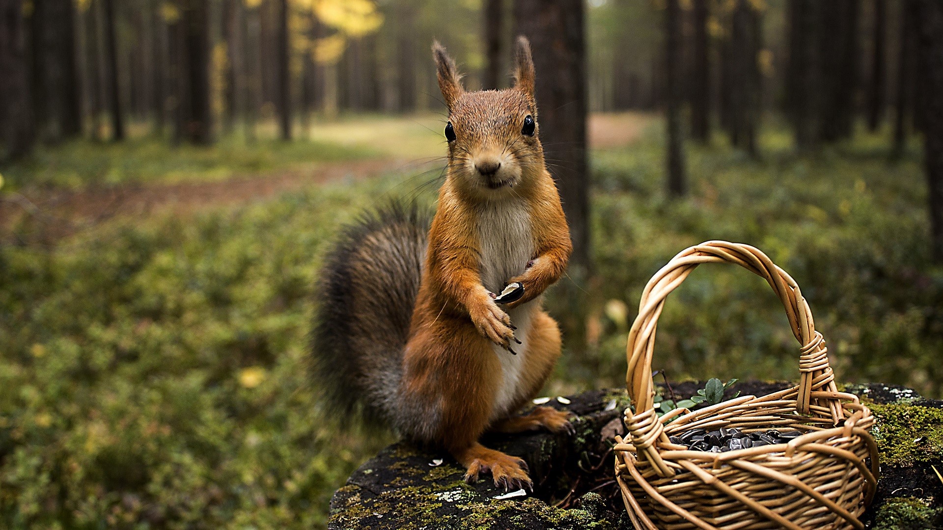 animals, photography, squirrel, nature, forest, HD Wallpaper