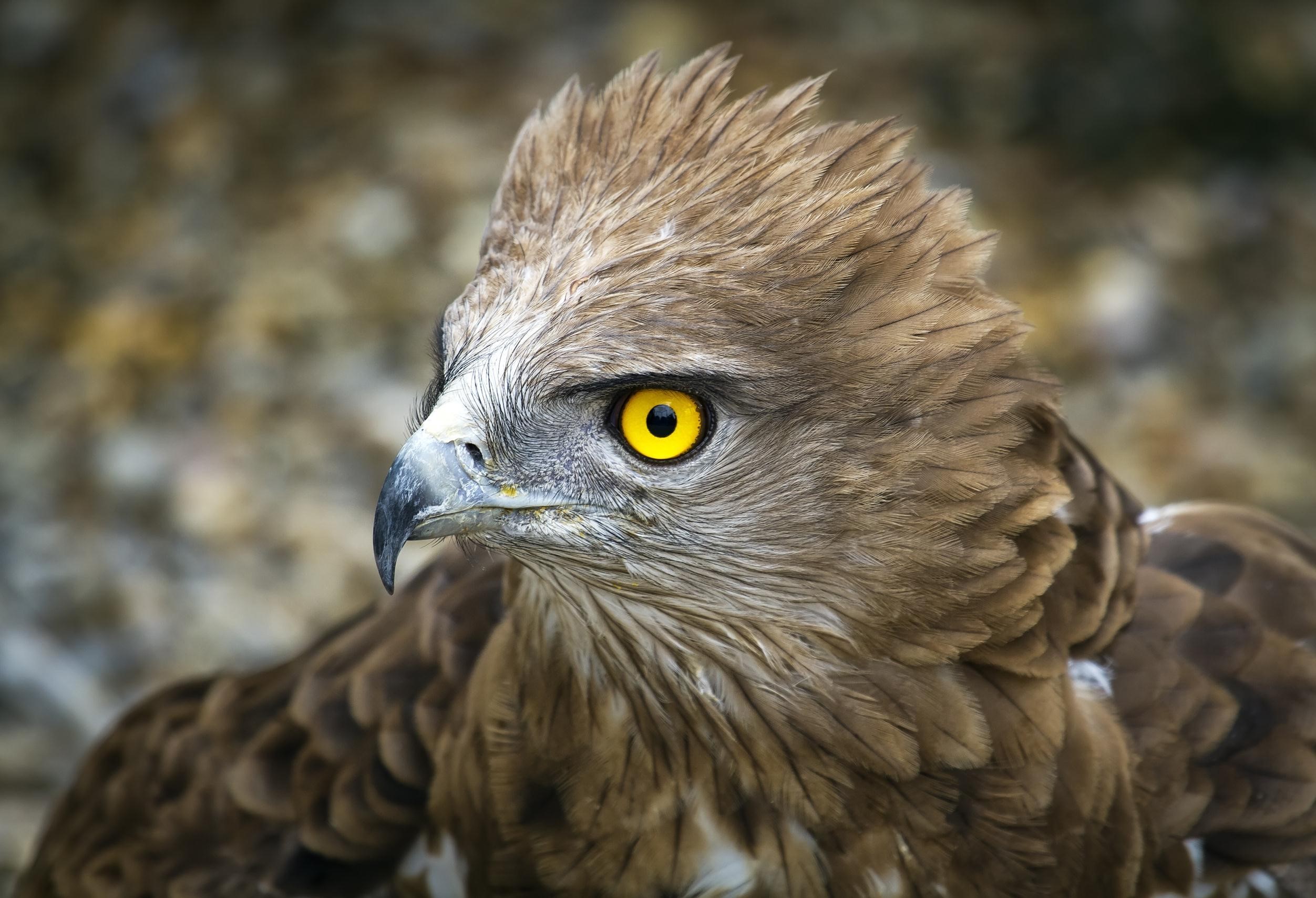 eagle, nature, animals, birds, HD Wallpaper