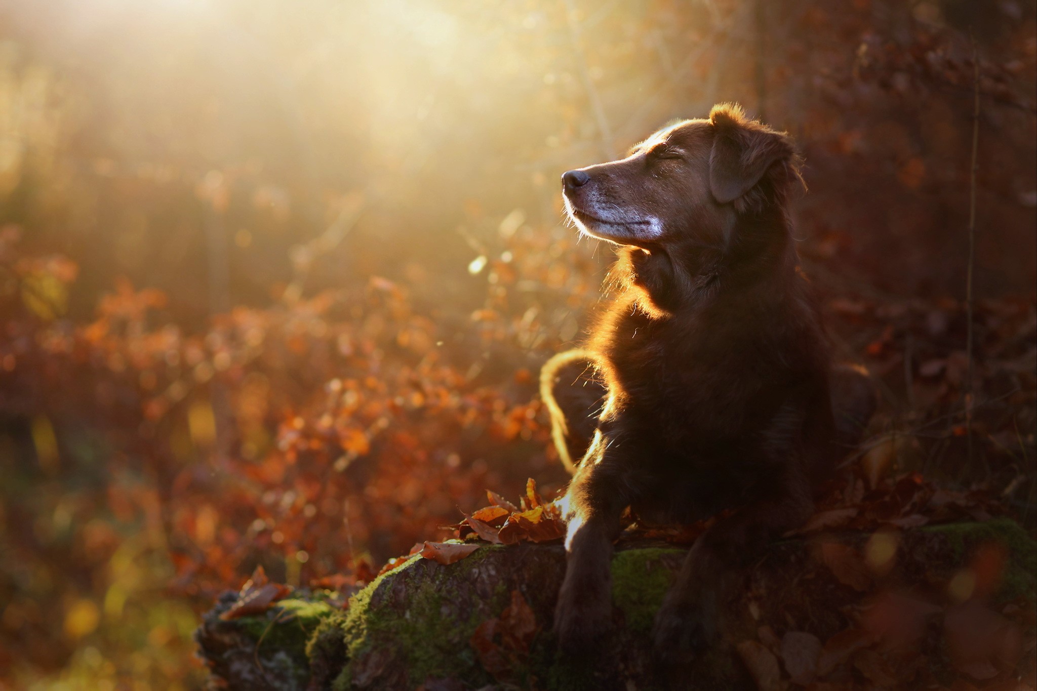 dog, animals, nature, HD Wallpaper