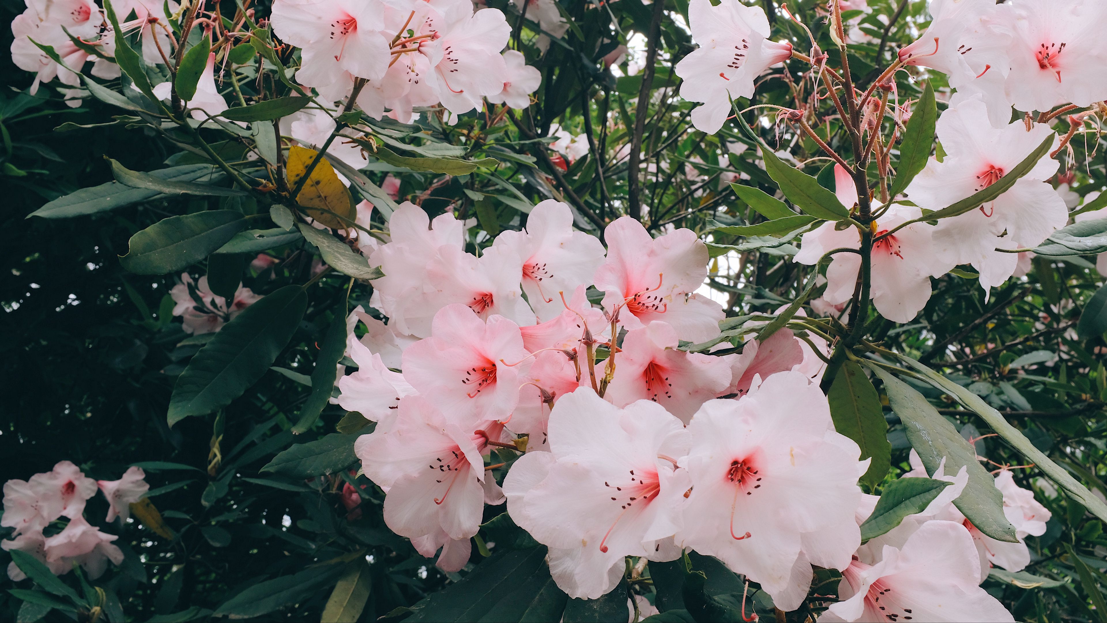 flowers, pink, bloom, plant, branches, leaves, 4k, HD Wallpaper
