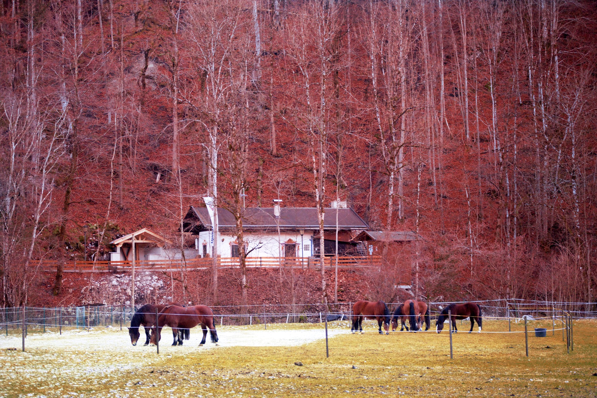 photography, landscape, forest, horse, house, field, fence, HD Wallpaper