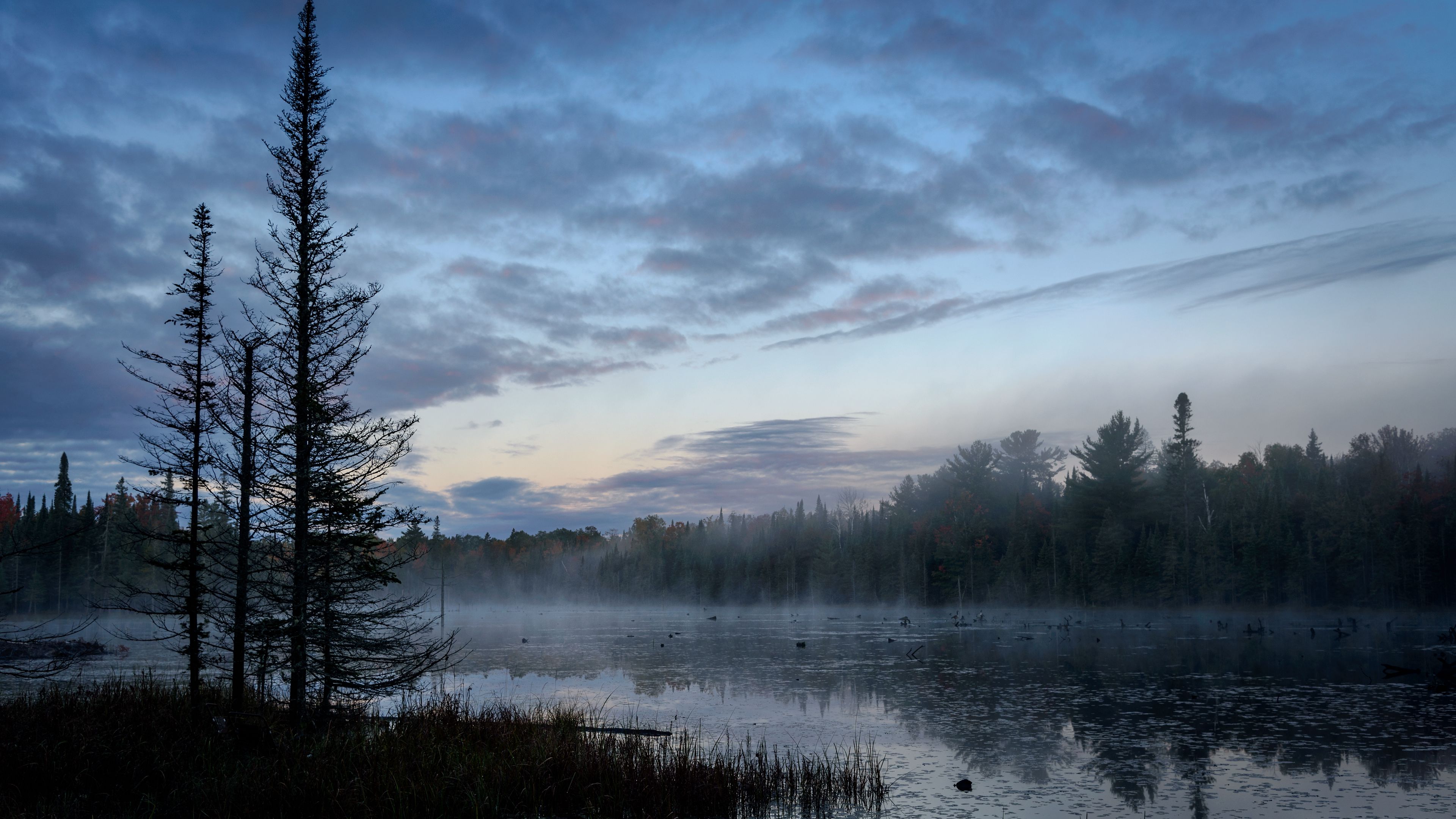 swamp, trees, fog, forest, 4k, HD Wallpaper
