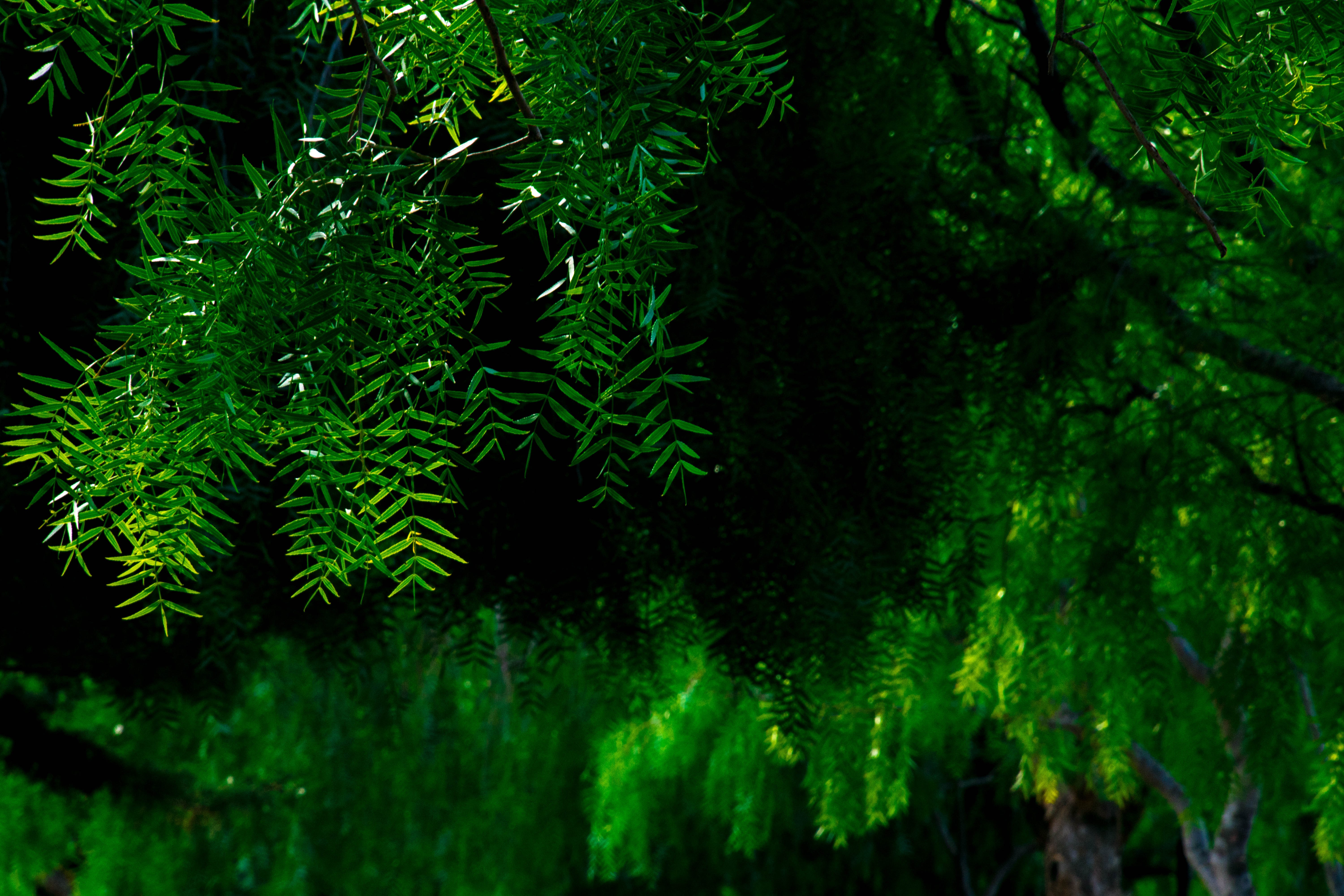leaves, nature, green, plants, HD Wallpaper