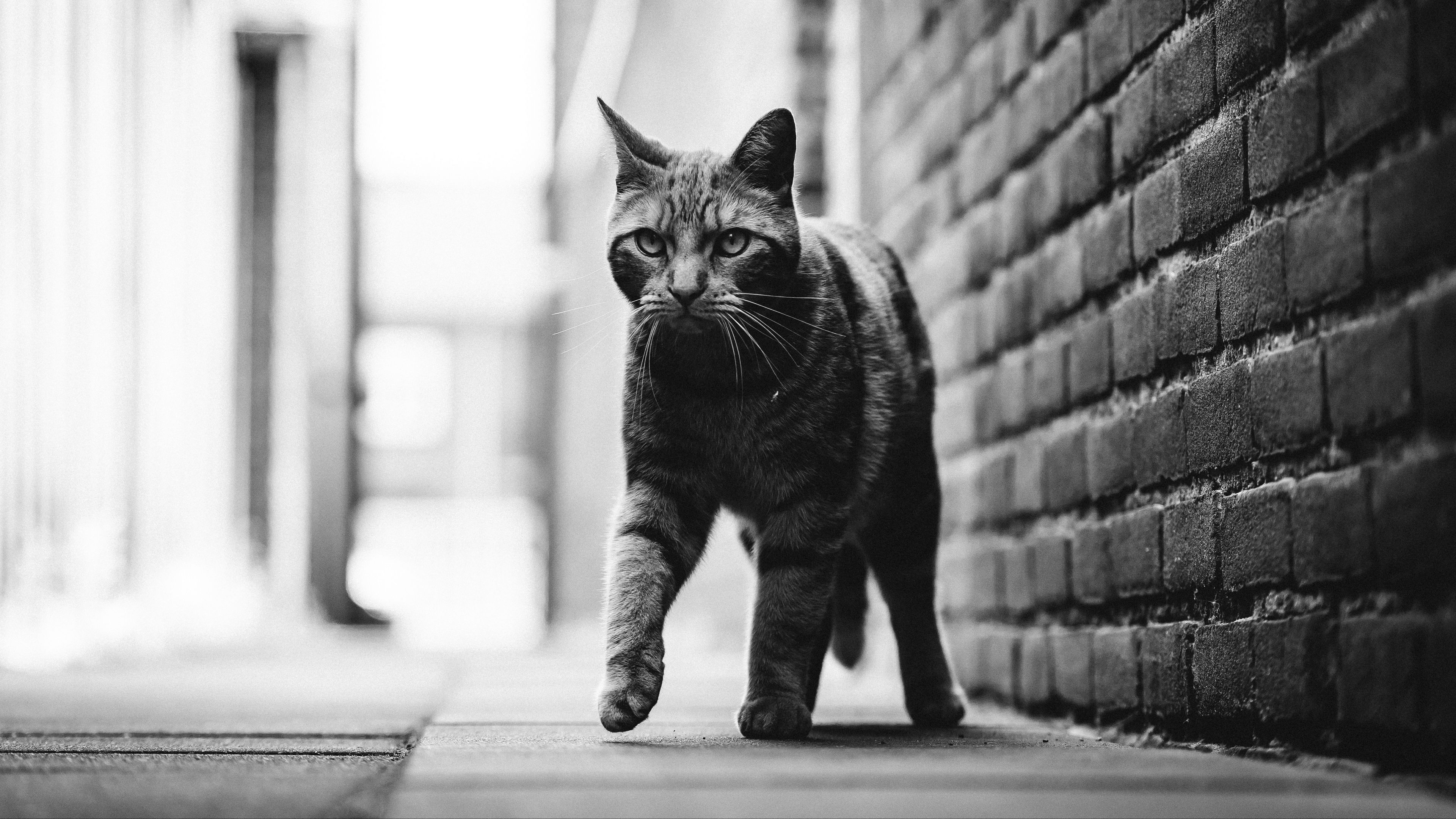cat, step, bw, glance, pet, animal, 4k, HD Wallpaper