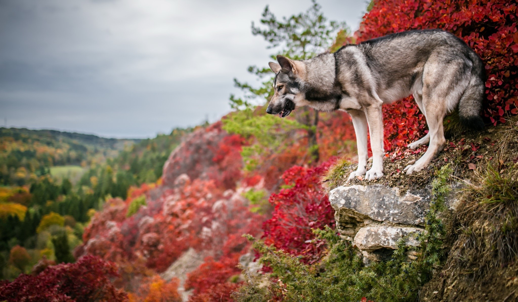 colorful, nature, dog, outdoors, animals, HD Wallpaper