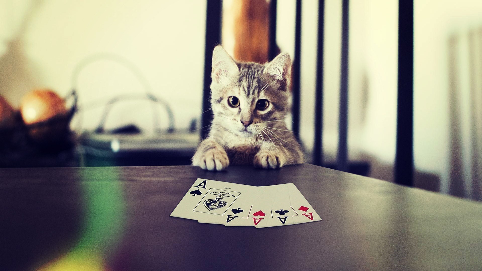 cats, poker, kittens, HD Wallpaper