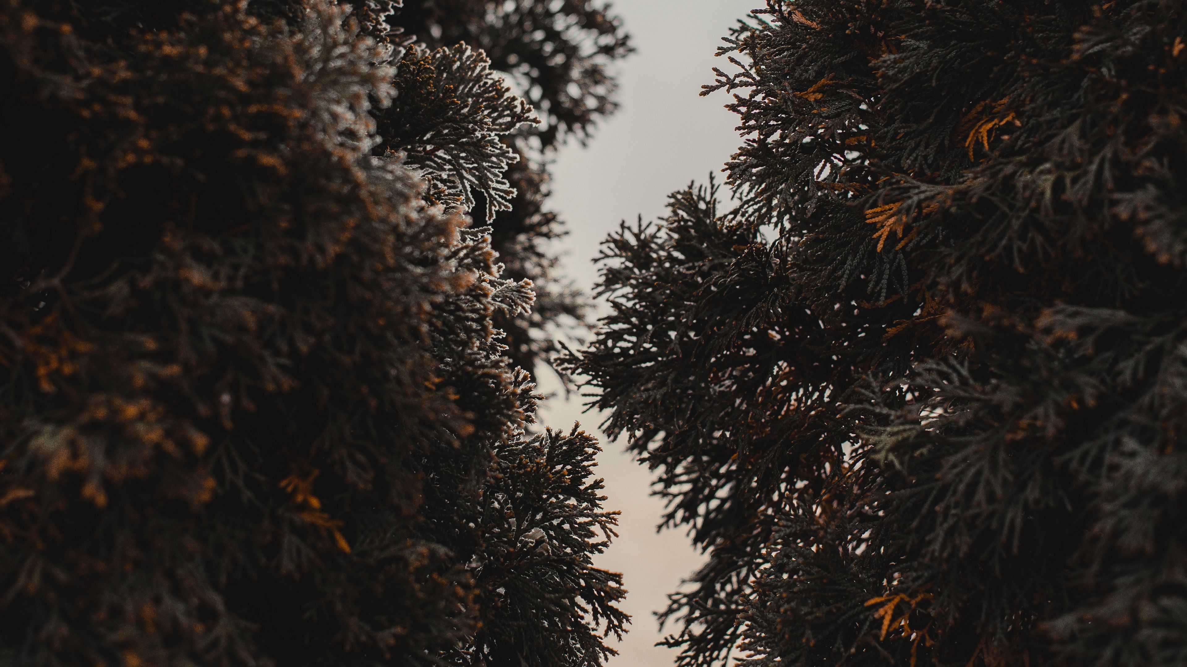 thuja, trees, needles, plant, evergreen, 4k, HD Wallpaper