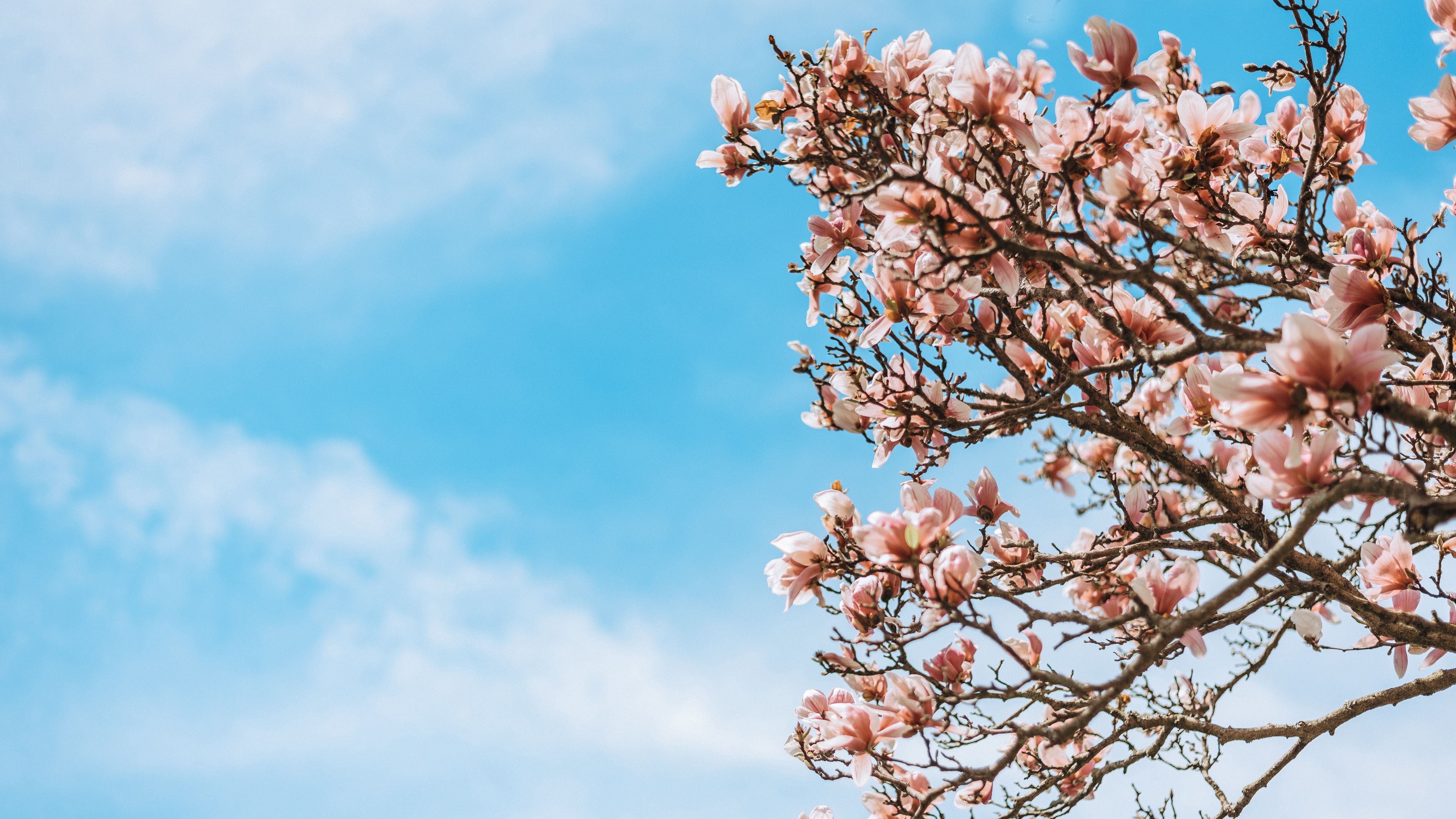 sakura, flowers, branches, tree, bloom, 4k, HD Wallpaper