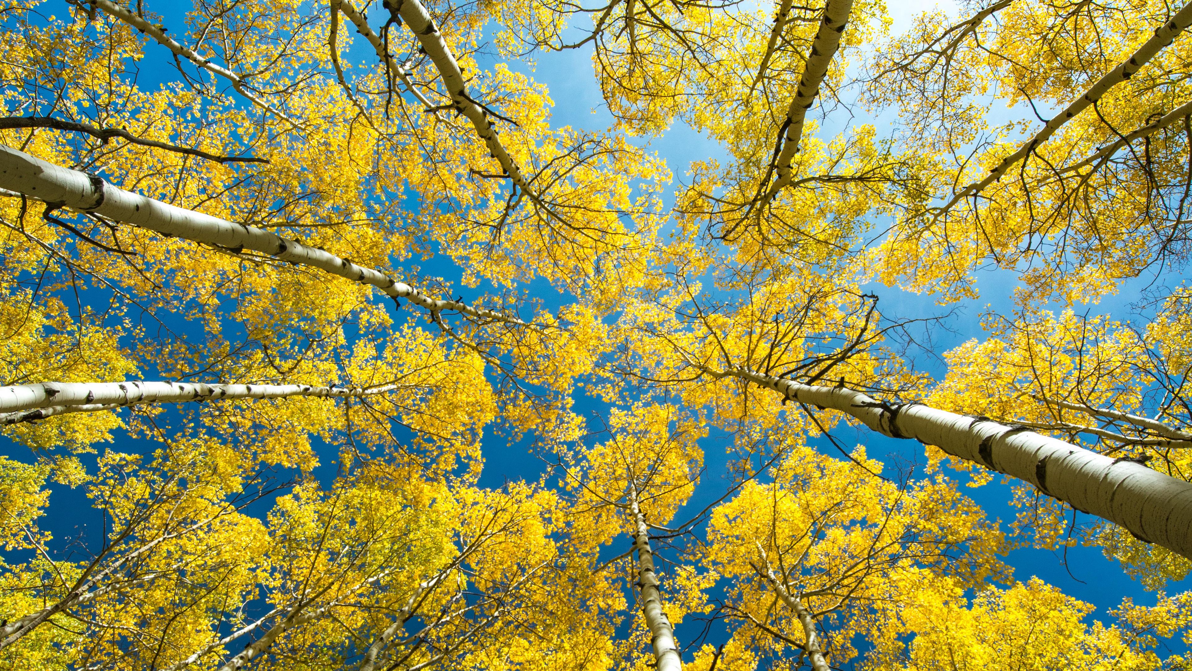 birch, trees, crowns, tops, bottom view, forest, 4k, HD Wallpaper