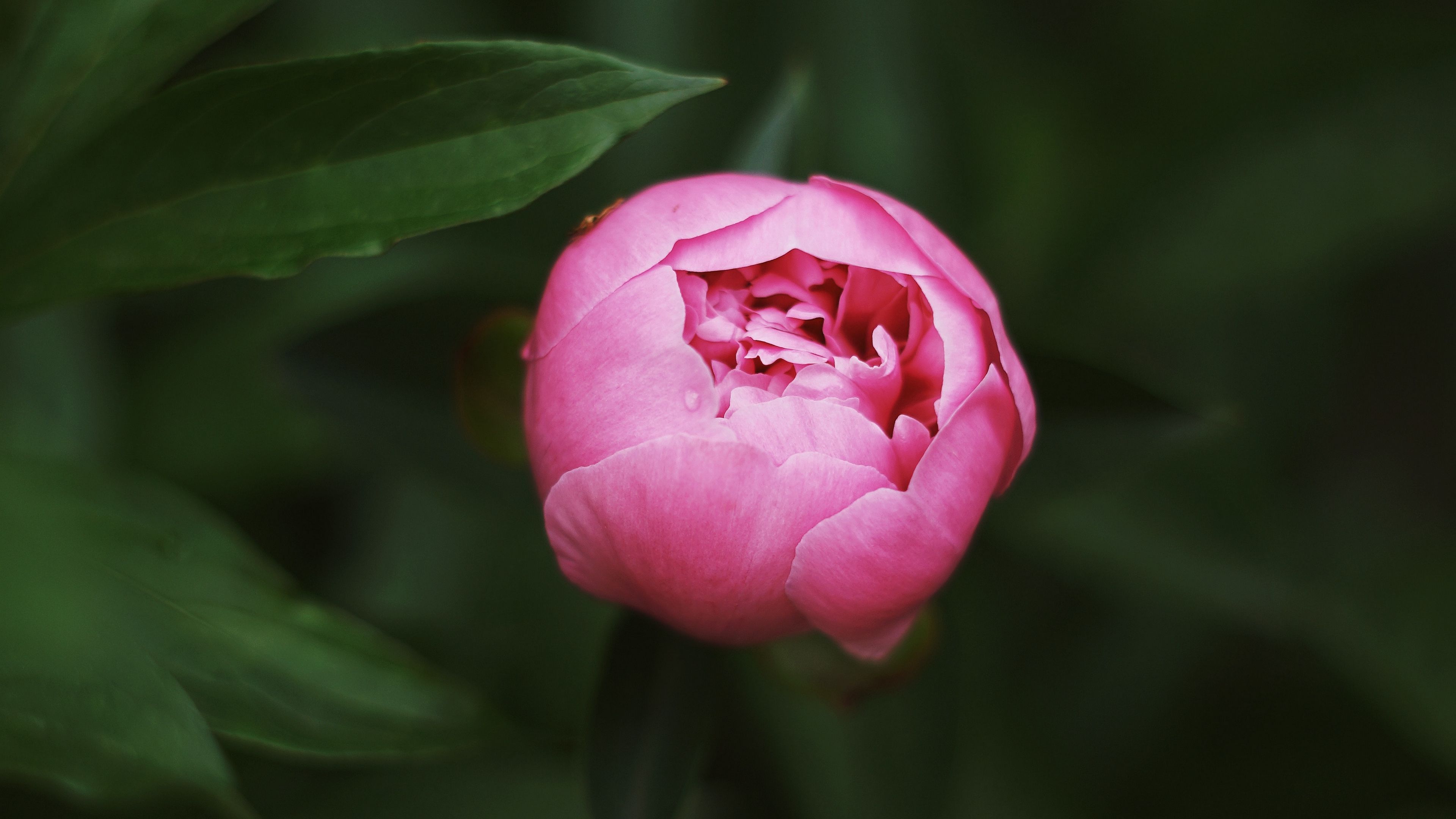 peony, bud, pink, macro, closeup, 4k, HD Wallpaper