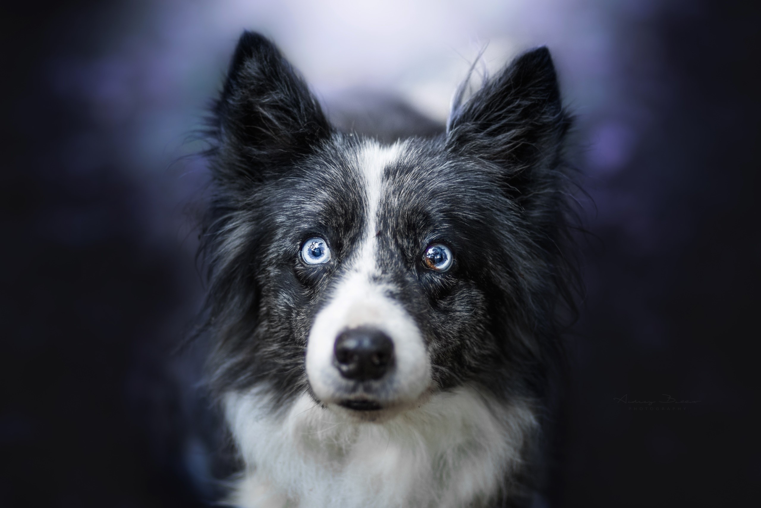 dog, animals, eyes, face, HD Wallpaper