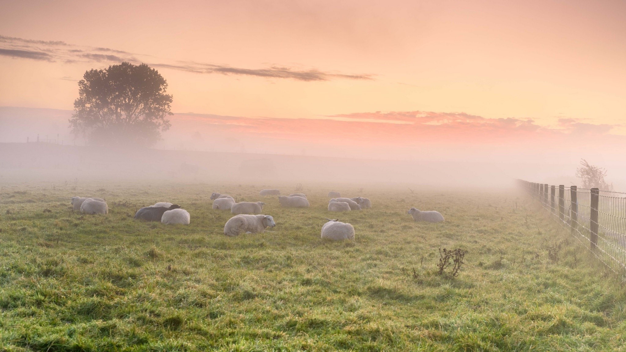 colorful, green, mist, sunlight, field, sky, sheep, animals, HD Wallpaper