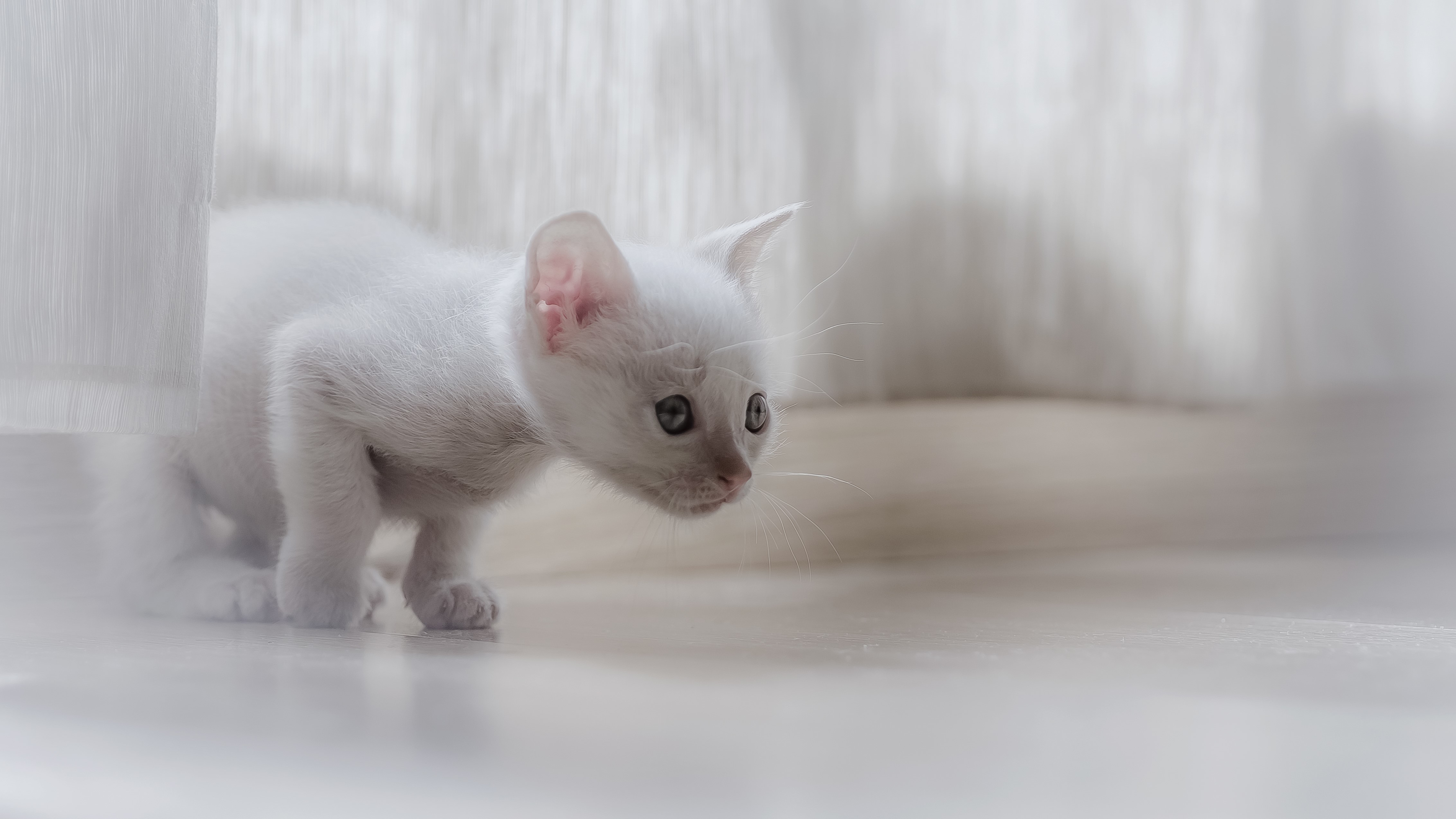 cats, white, animals, HD Wallpaper