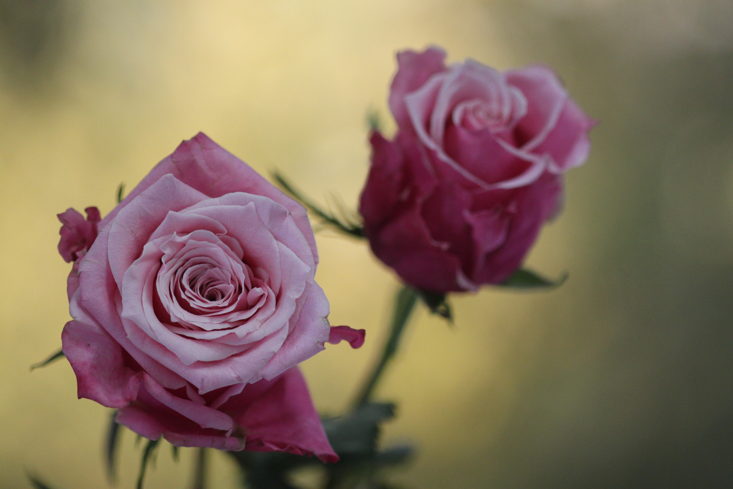 flowers, rose, macro, HD Wallpaper