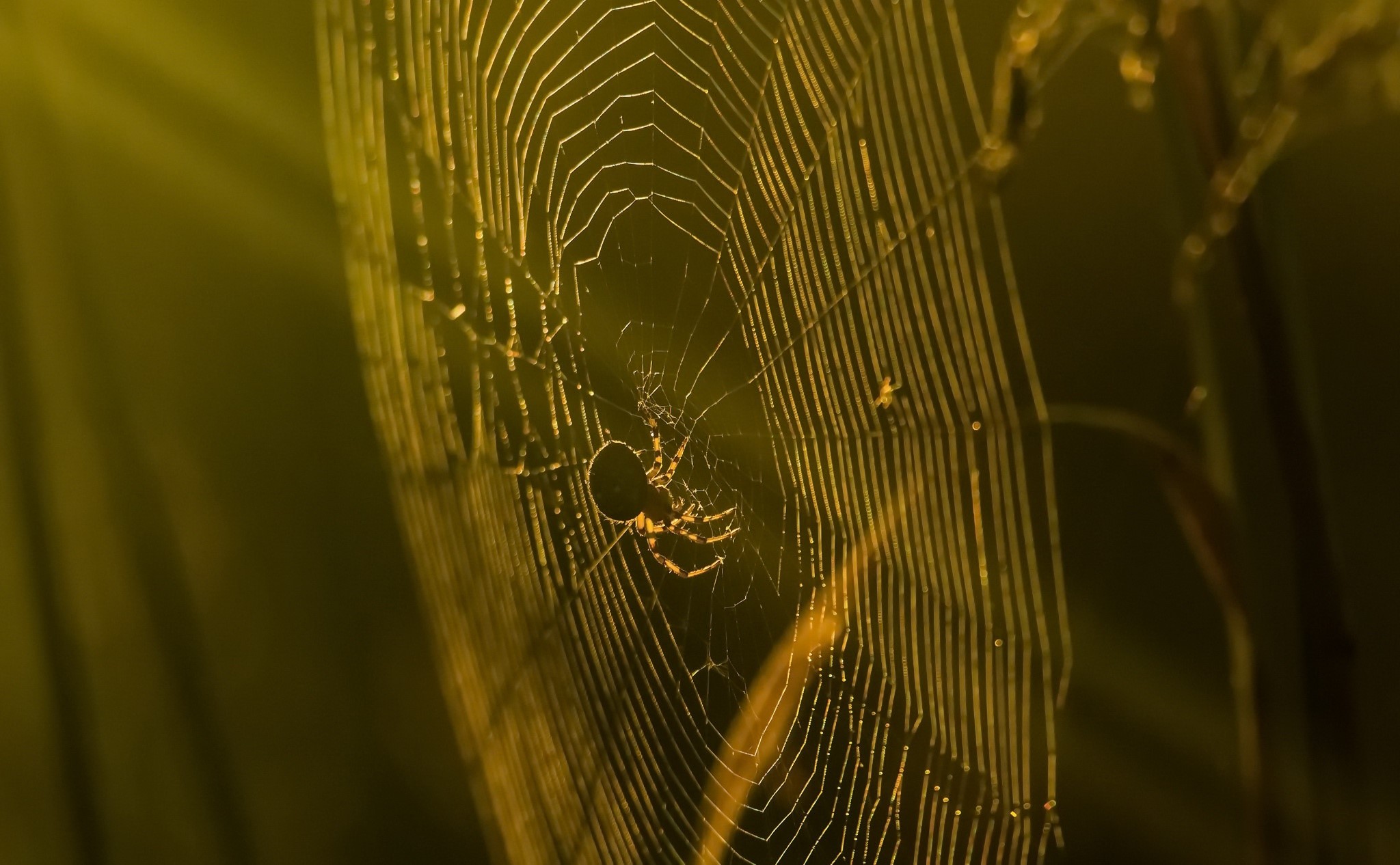 sunlight, spider, nature, spiderwebs, animals, HD Wallpaper
