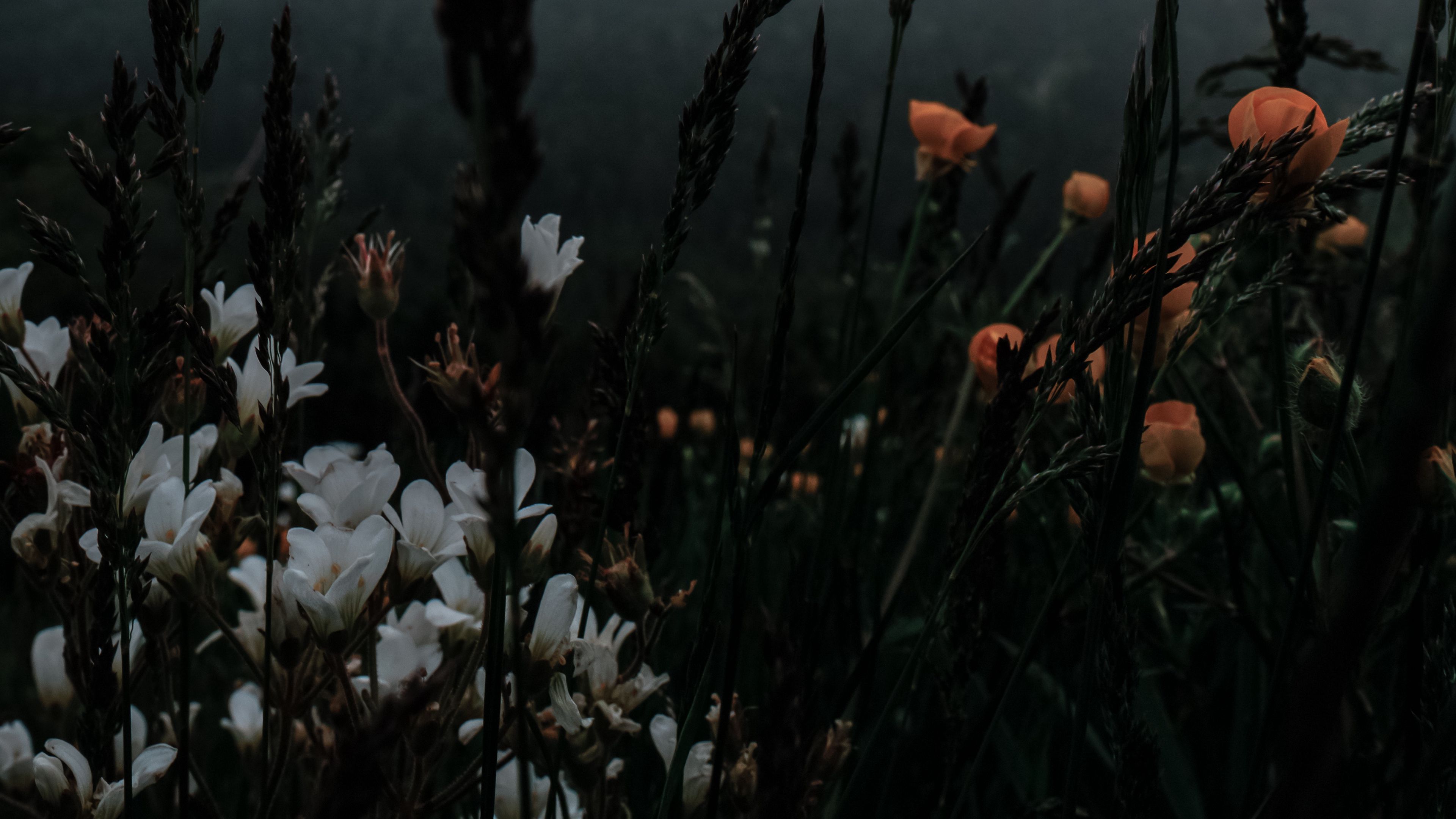 flowers, grass, wildlife, plants, dark, 4k, HD Wallpaper