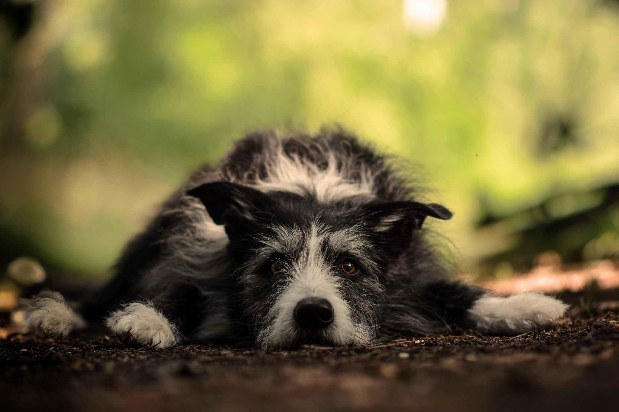 green, brown, dog, animals, HD Wallpaper