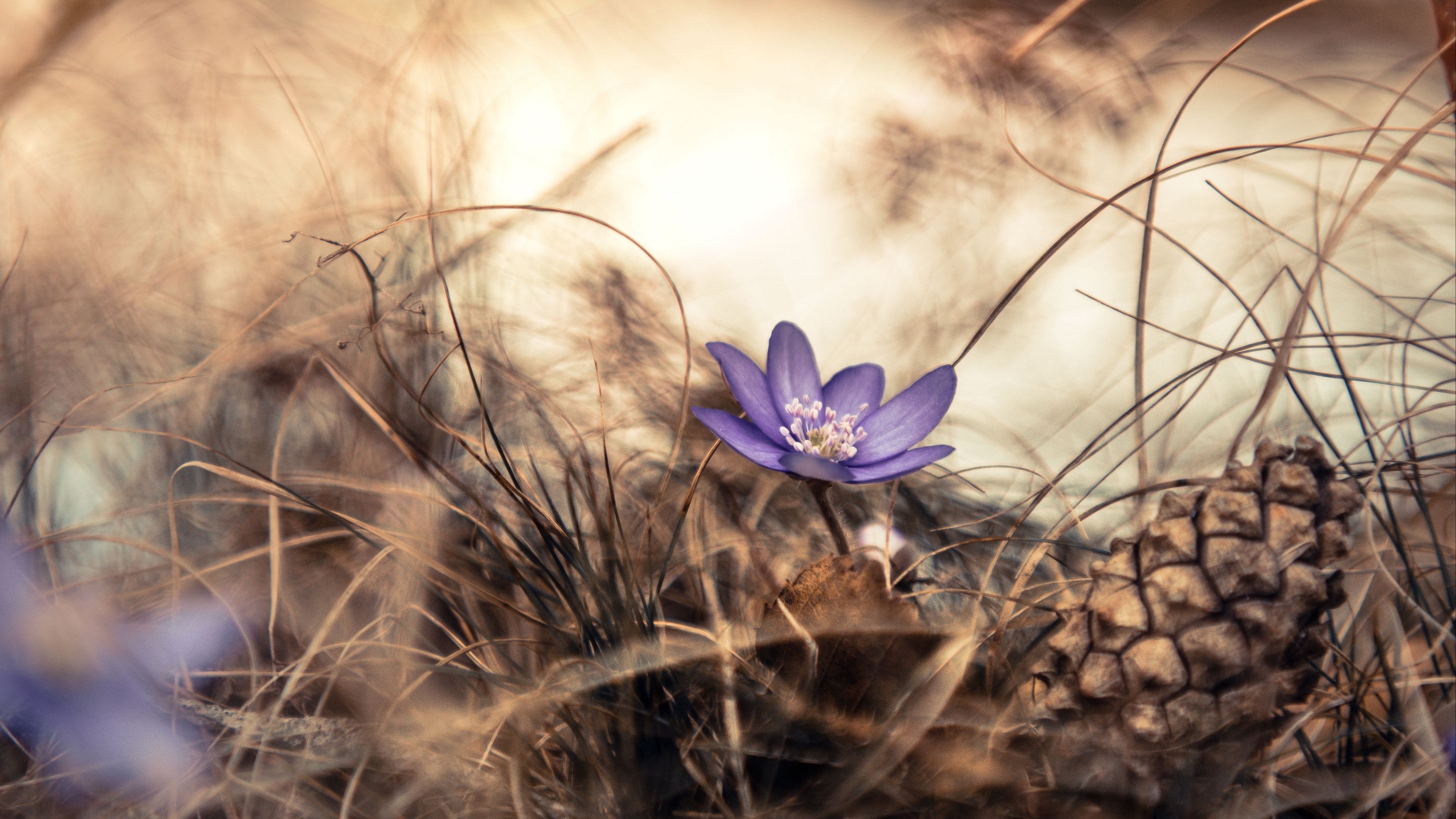 flower, grass, pine cone, dry, purple, bloom, 4k, HD Wallpaper