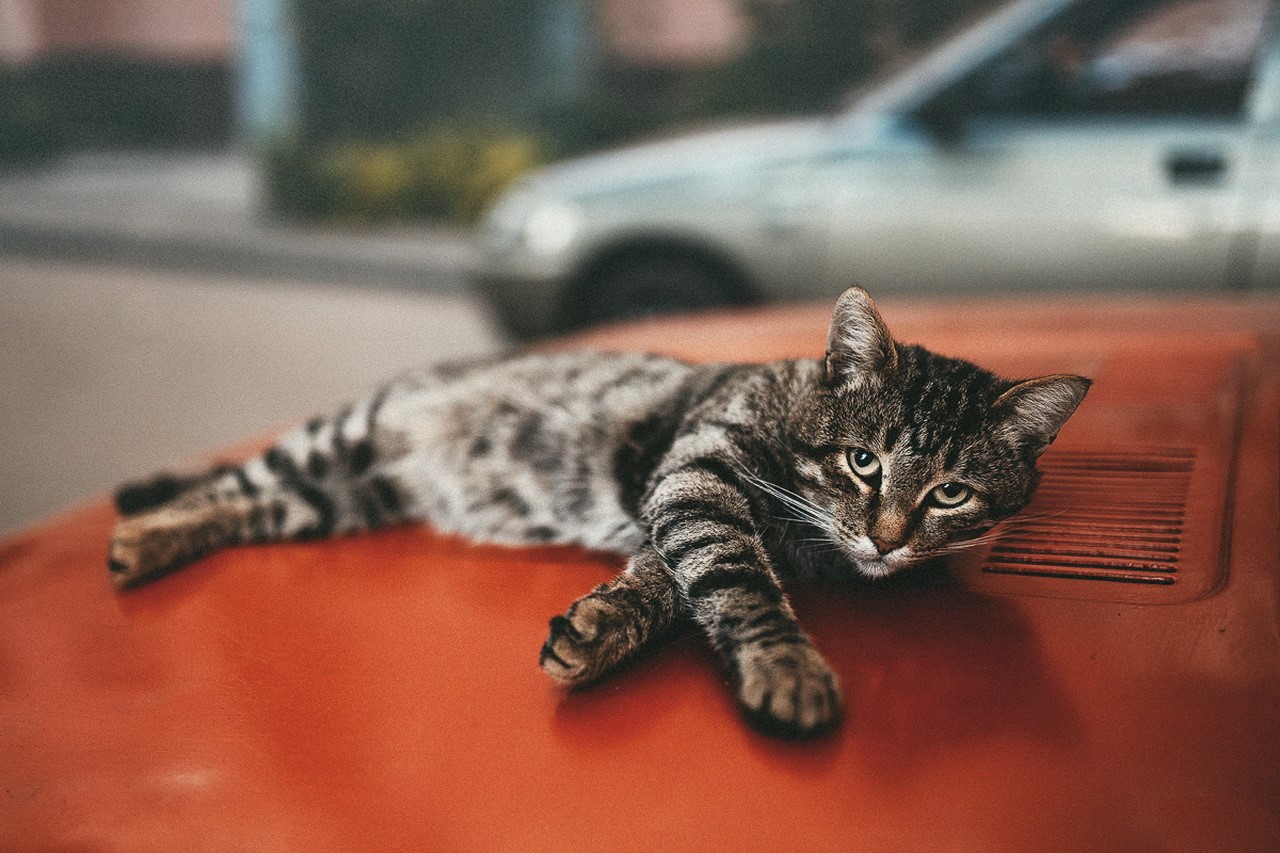 cats, car, depth of field, street, animals, HD Wallpaper