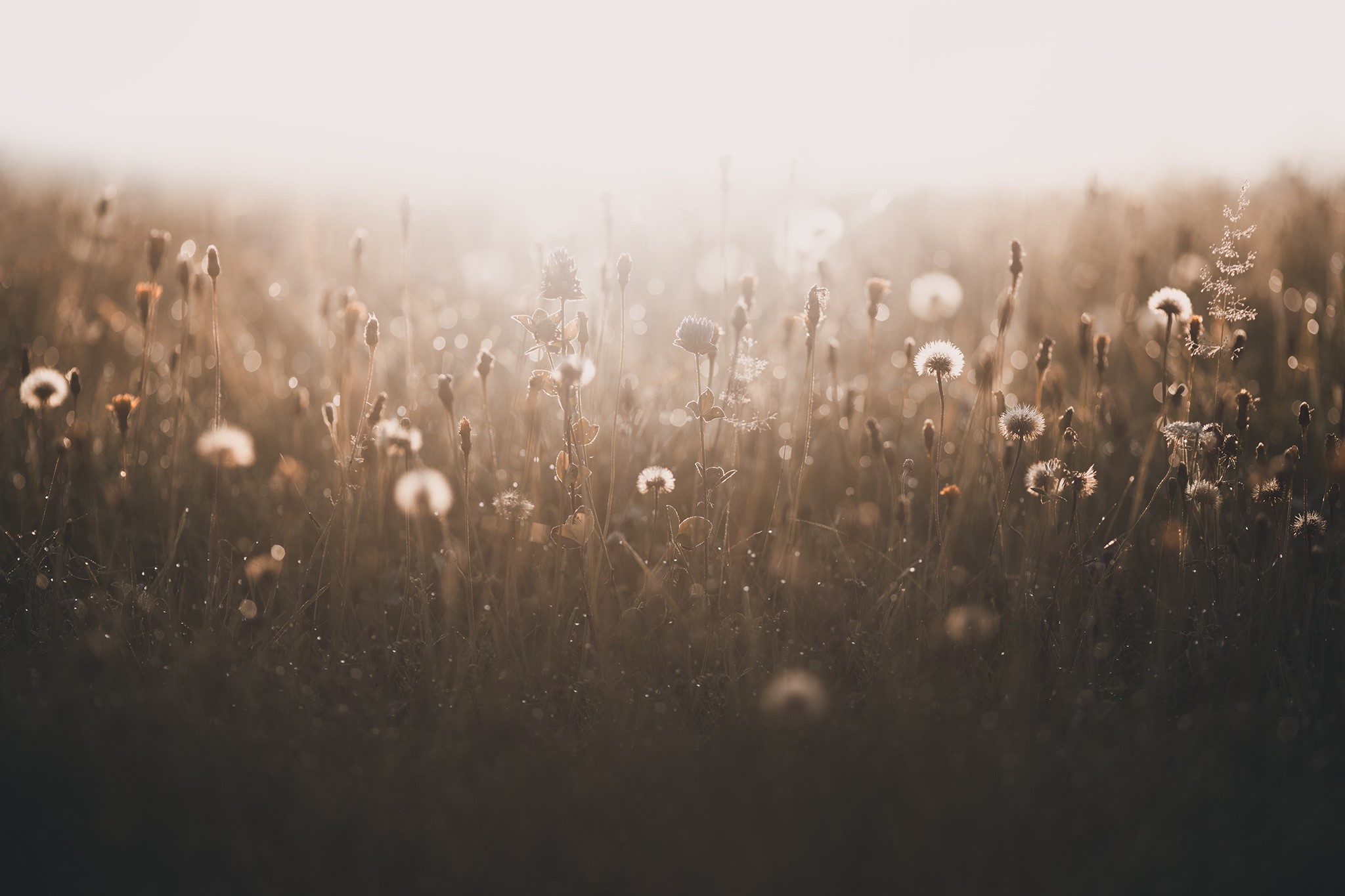 nature, field, plants, HD Wallpaper