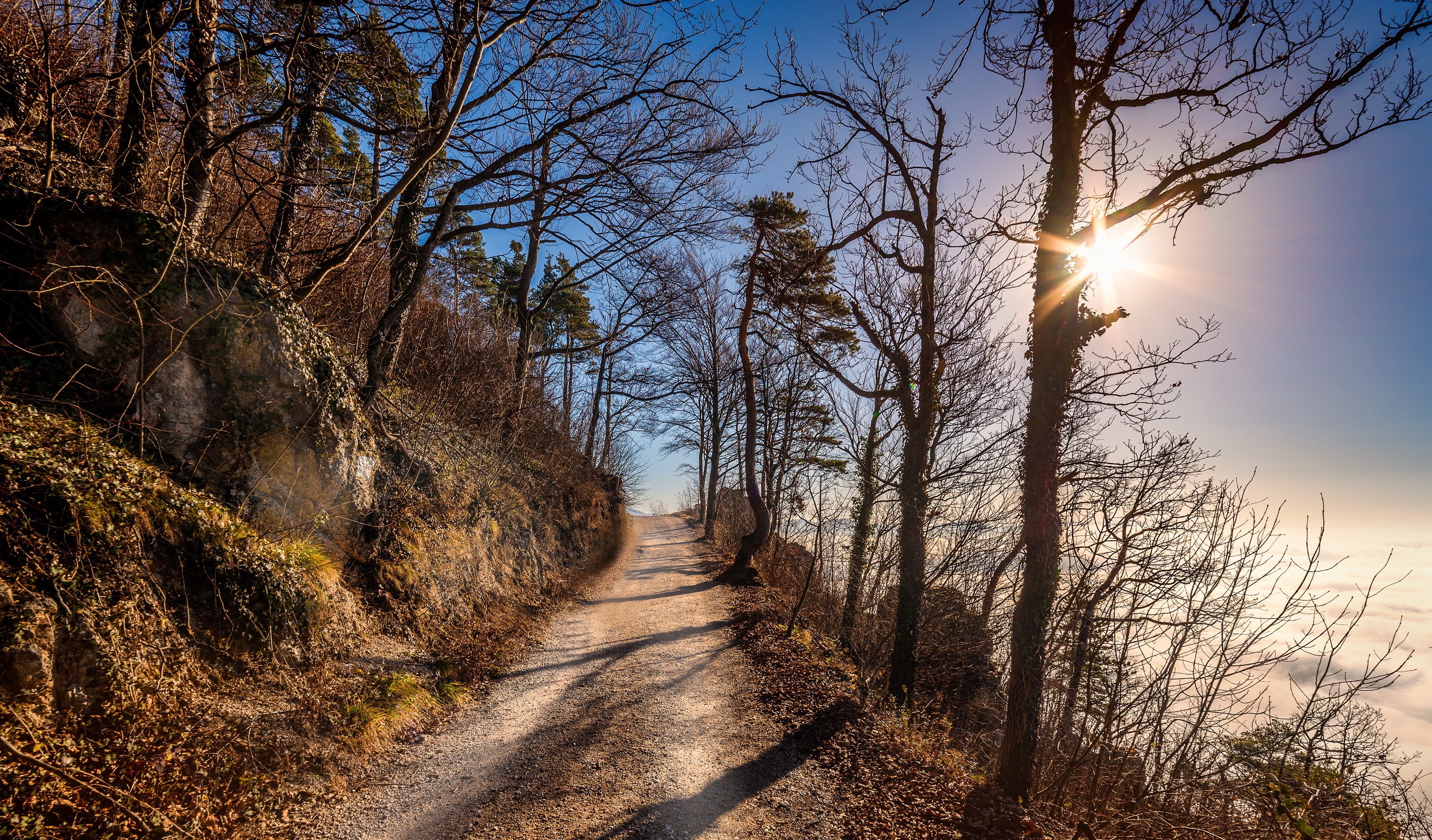 dirtroad, nature, trees, sunlight, HD Wallpaper