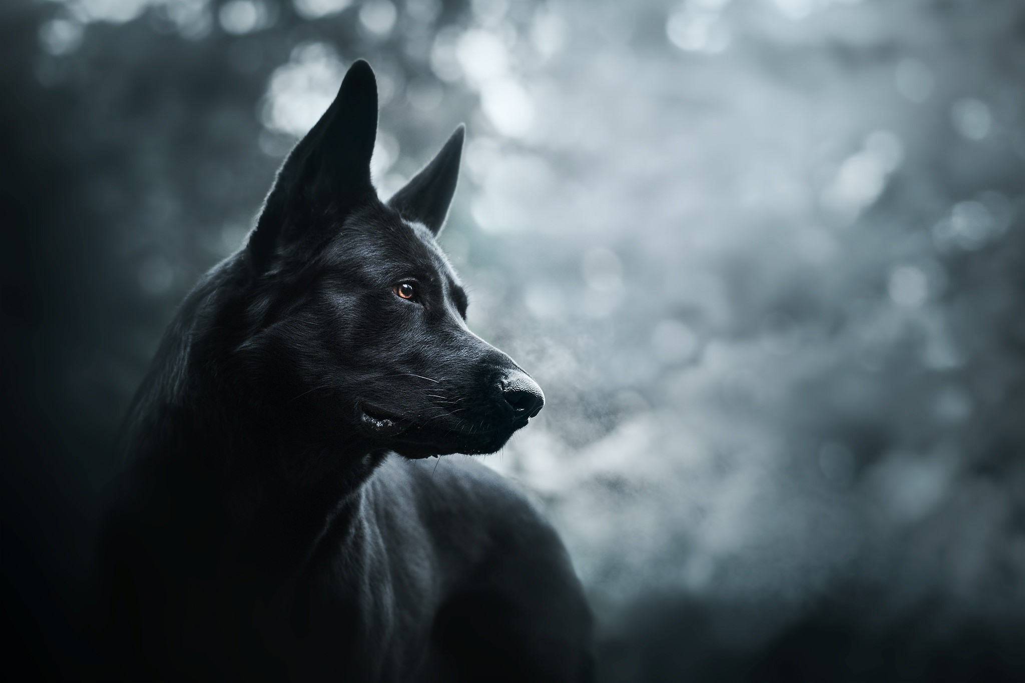 dark, dog, animals, HD Wallpaper