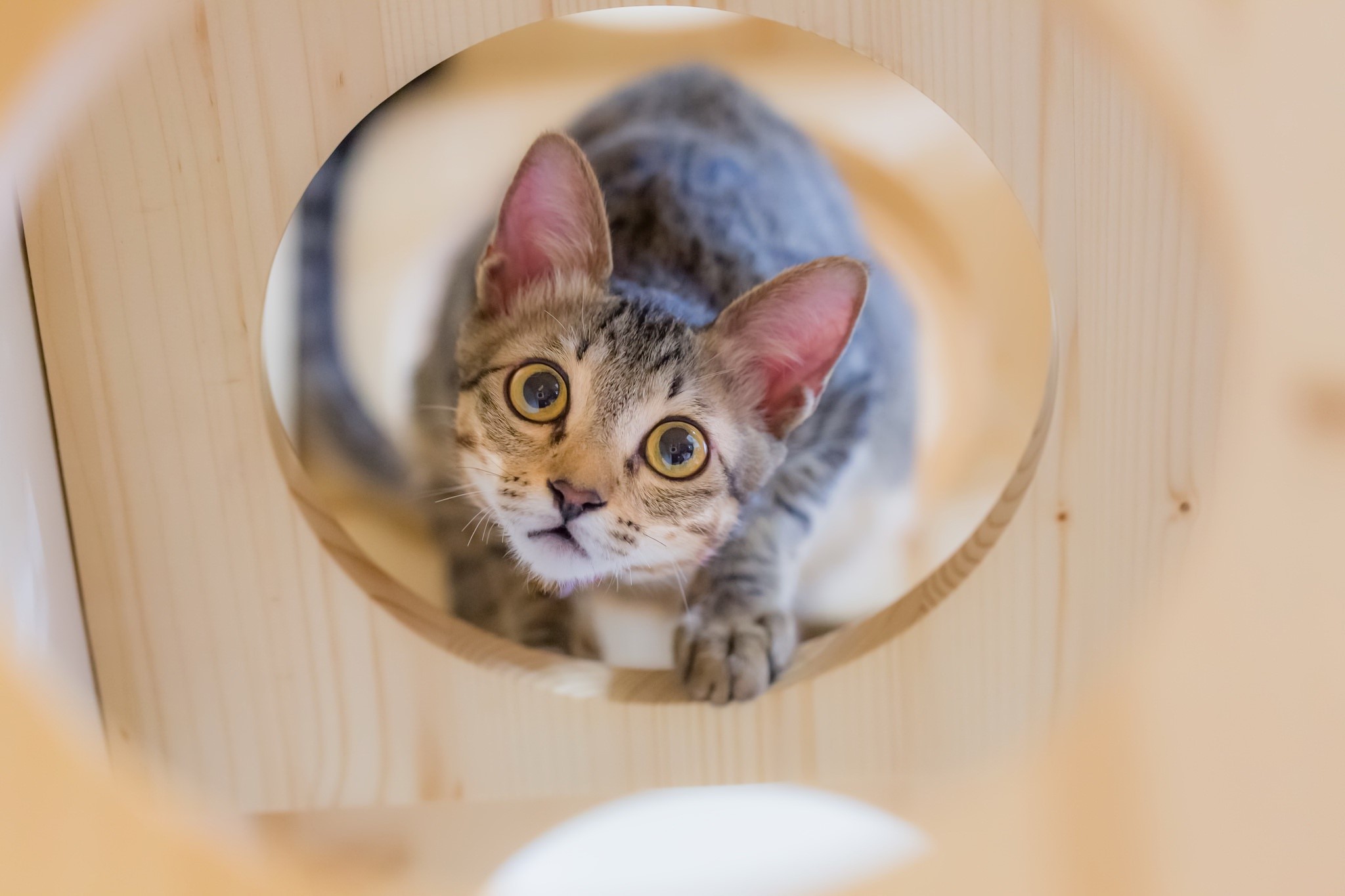 cats, animals, yellow eyes, wood, HD Wallpaper