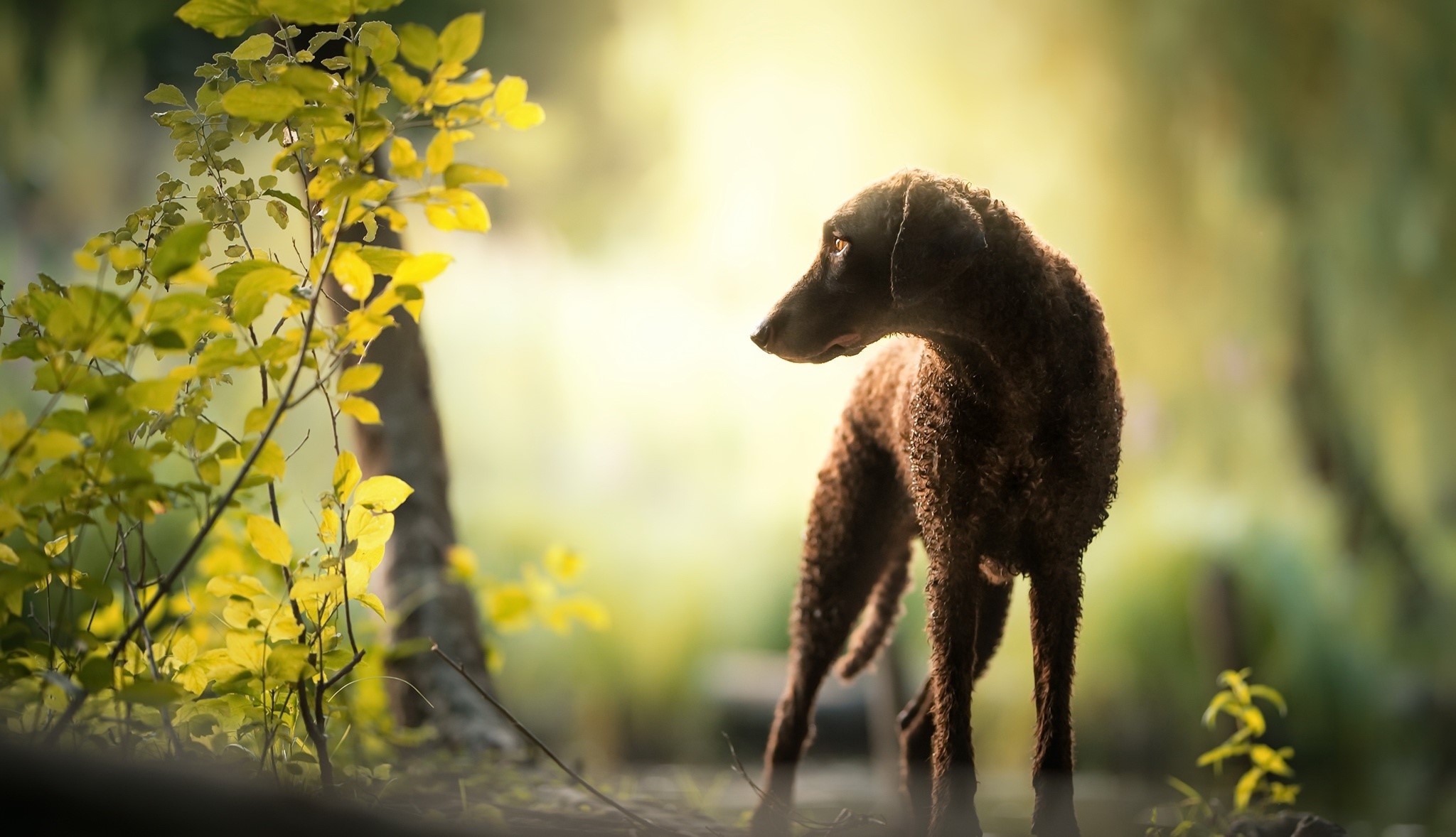 nature, animals, dog, HD Wallpaper
