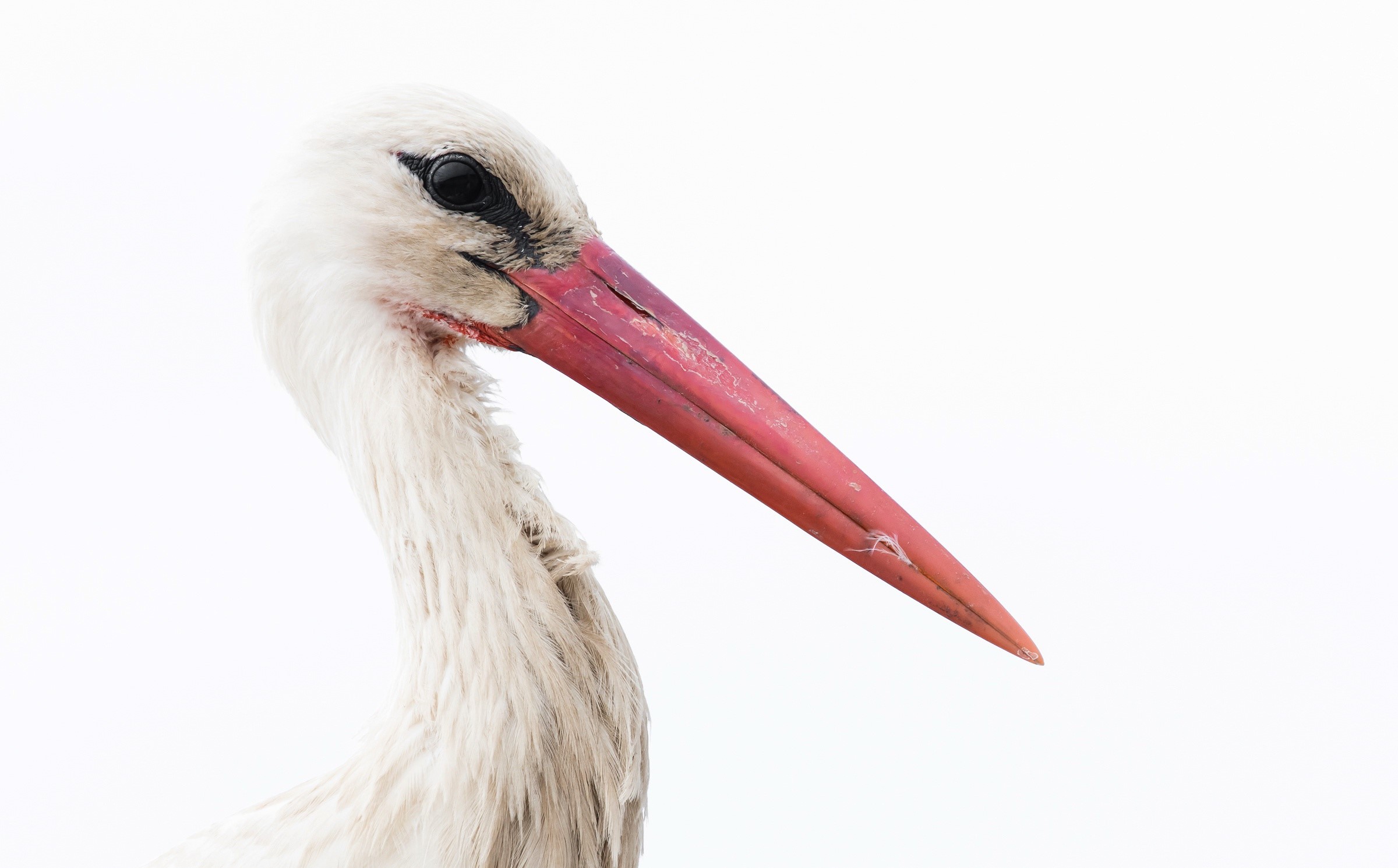 white, birds, animals, stork, HD Wallpaper