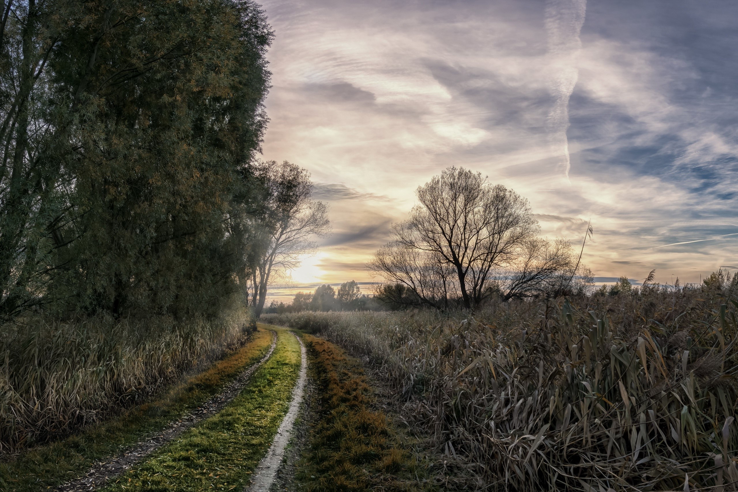 sky, landscape, trees, dirt road, chemtrails, HD Wallpaper