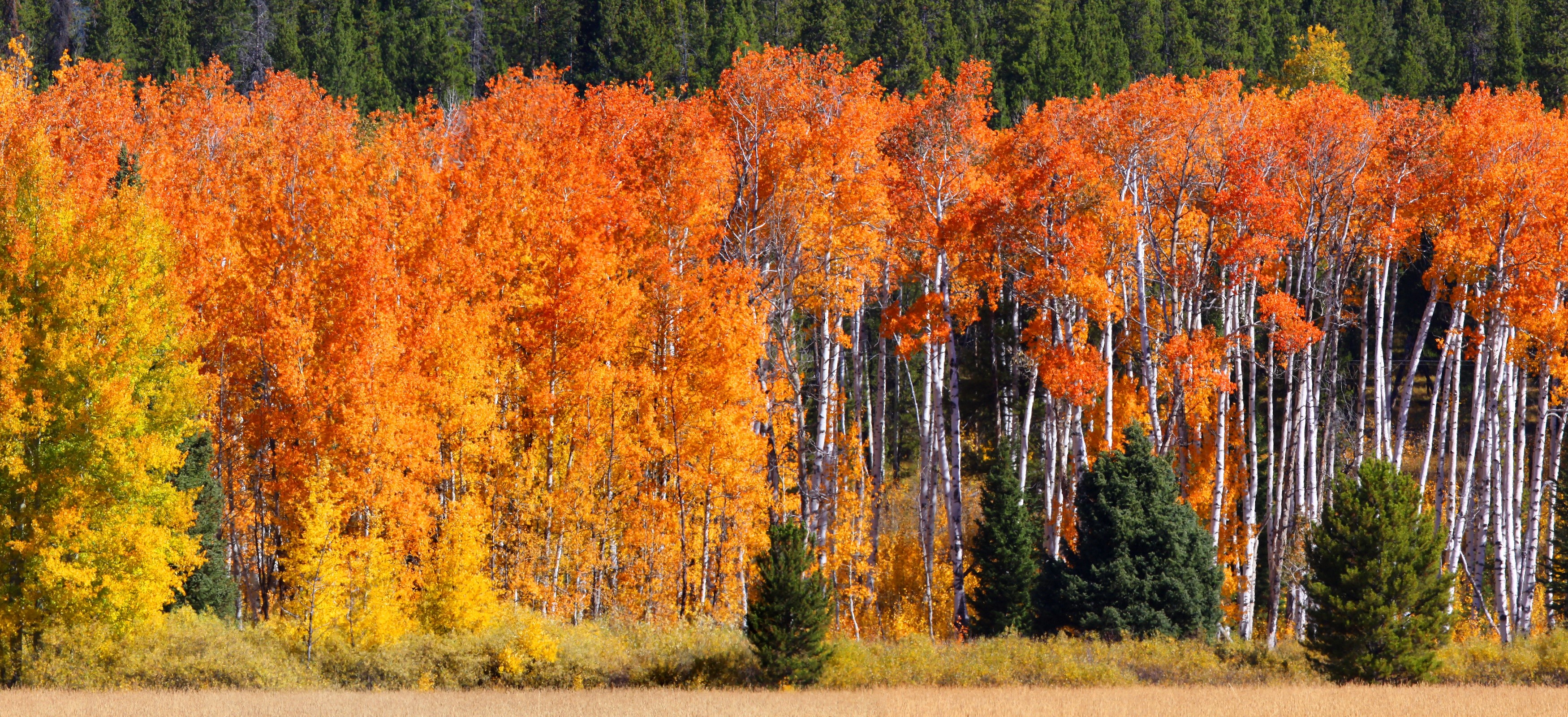 colorful, fall, green, yellow, orange, trees, nature, HD Wallpaper