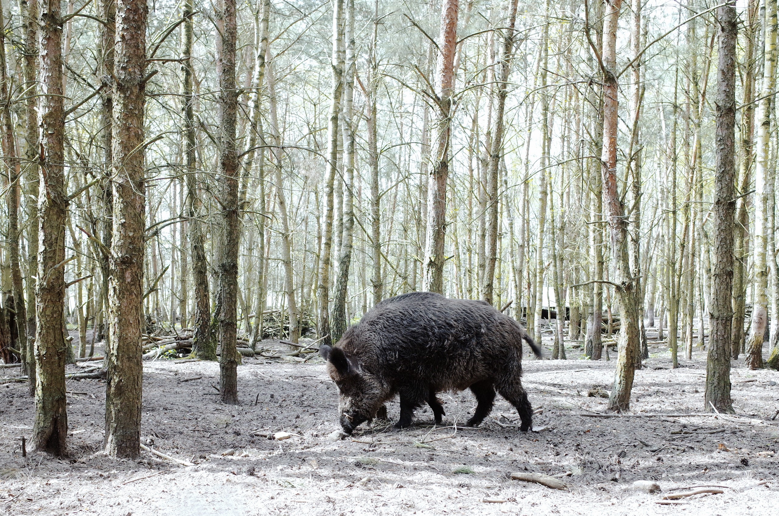 nature, forest, trees, pigs, animals, HD Wallpaper