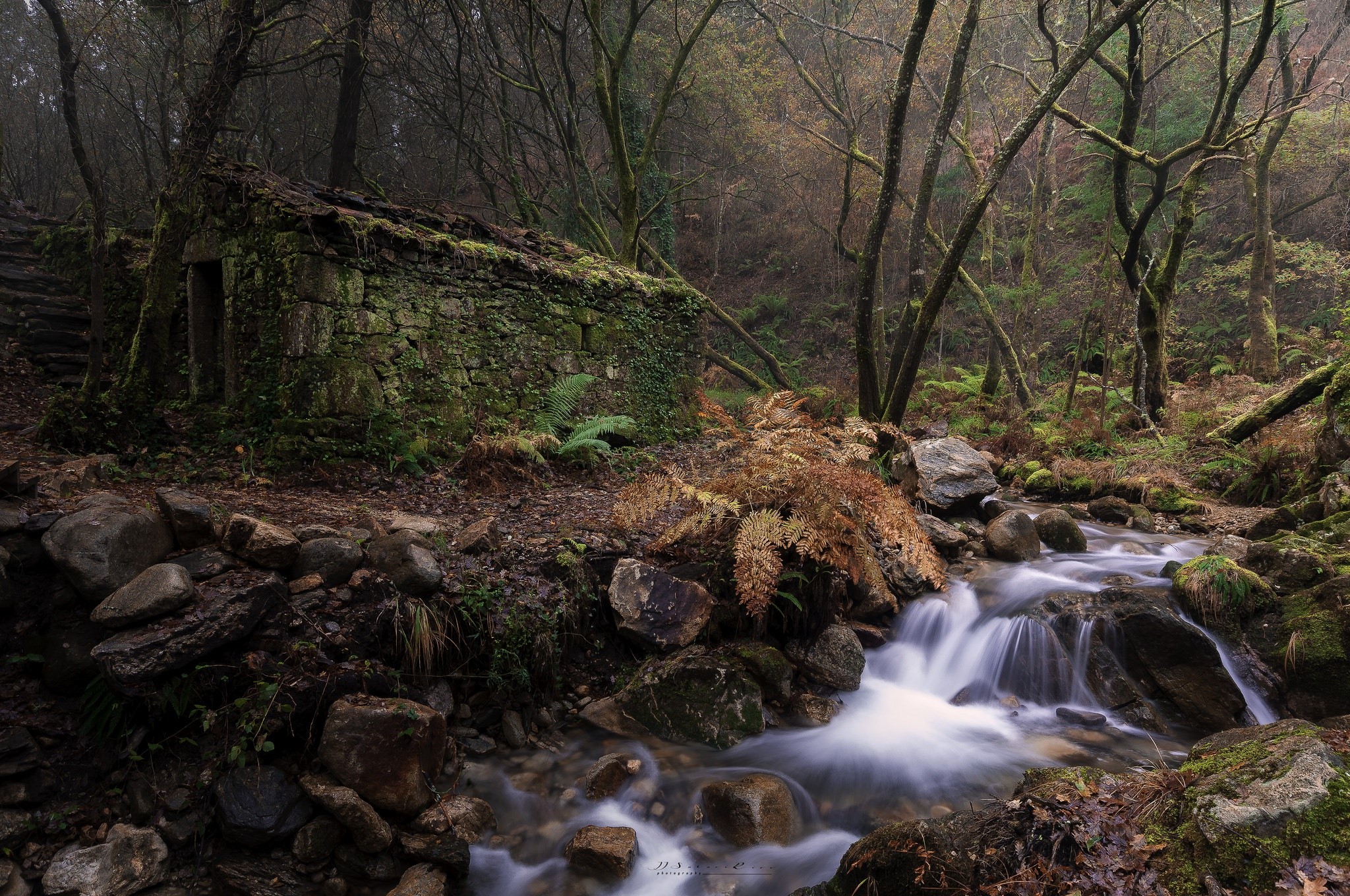 nature, trees, forest, water, HD Wallpaper