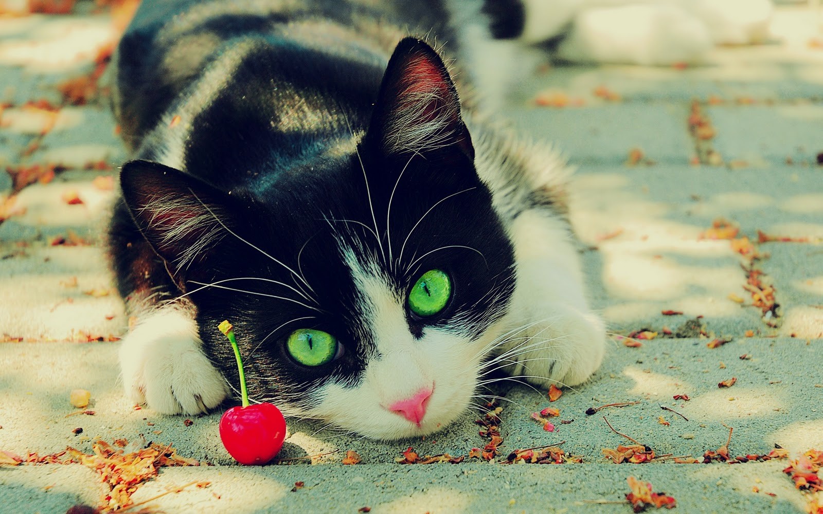 cats, depth of field, animals, HD Wallpaper