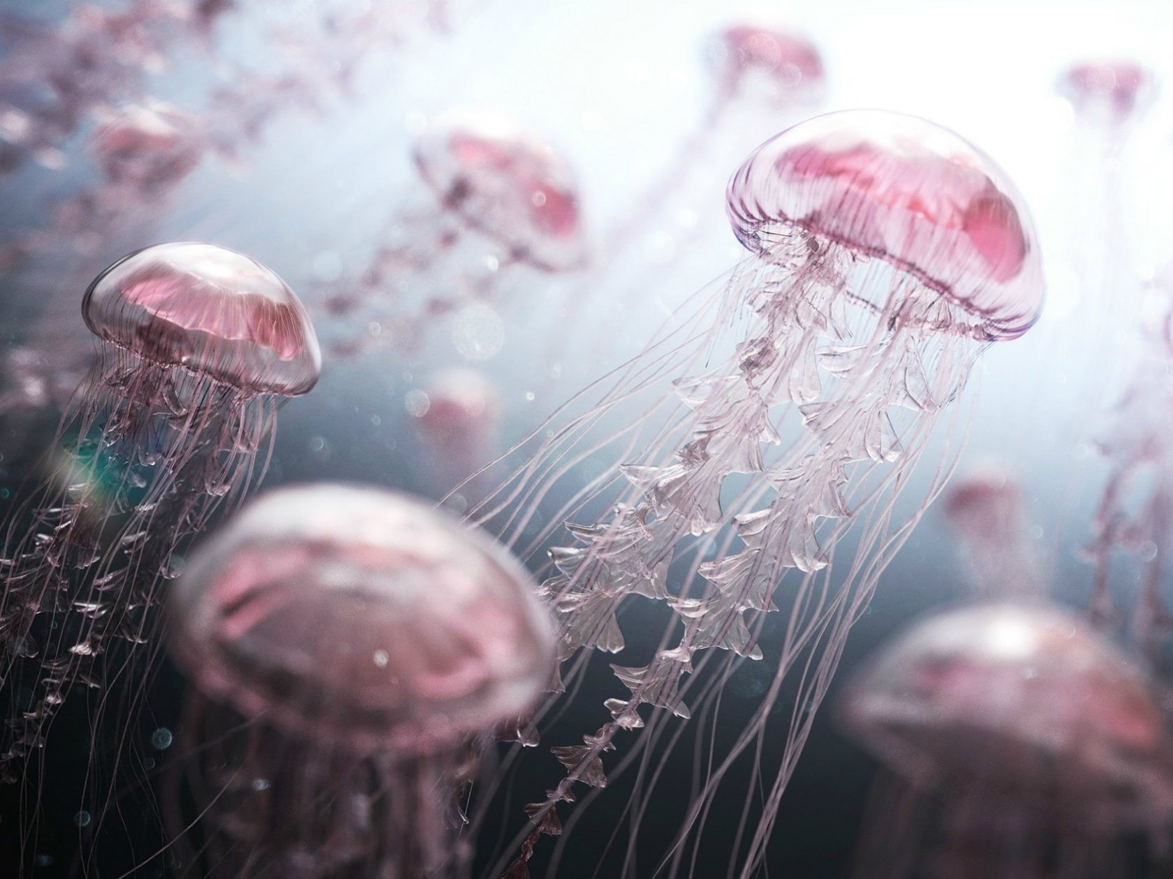 jellyfish, water, drawing, HD Wallpaper