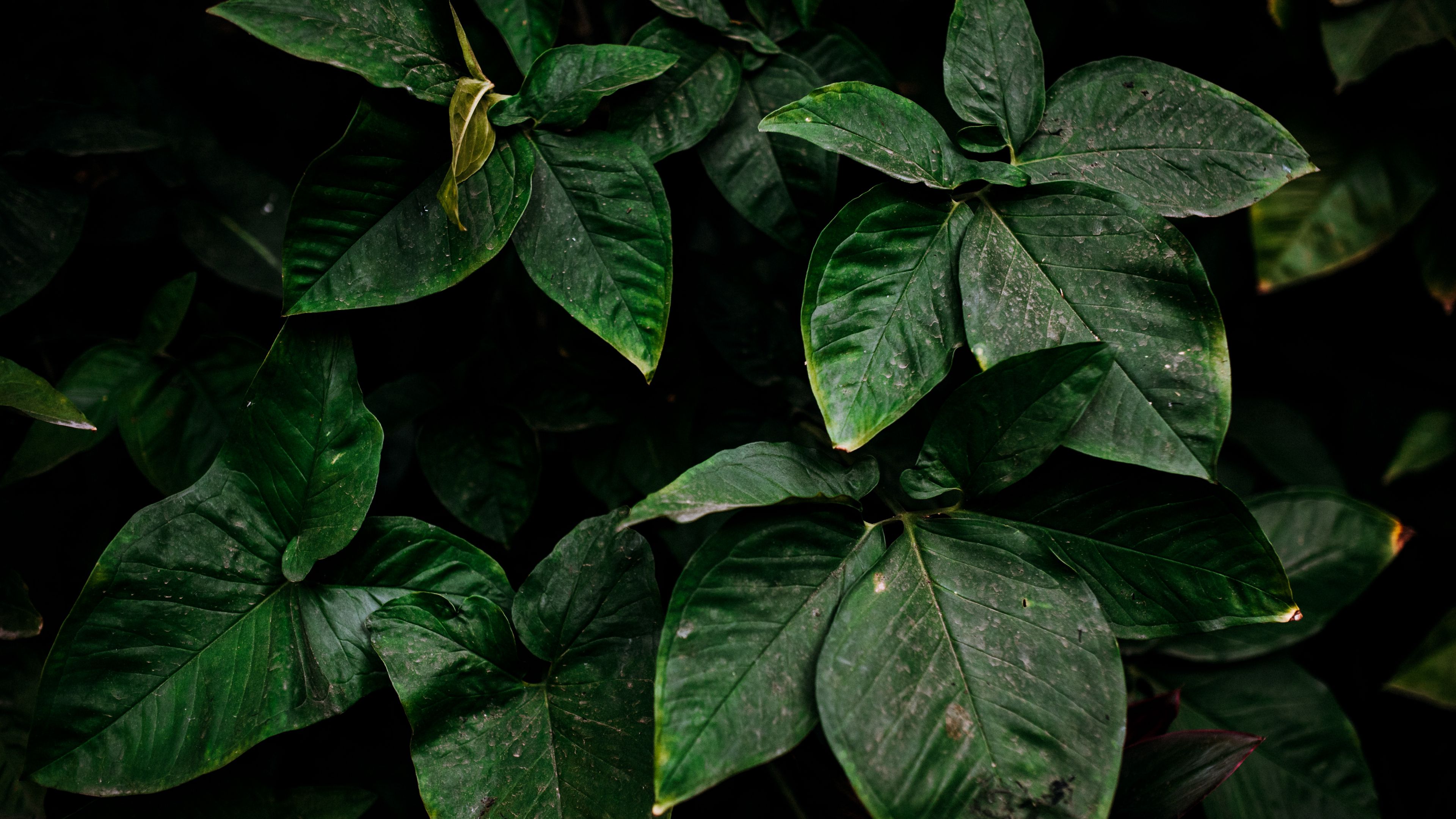 leaves, green, plant, surface, dirty, 4k, HD Wallpaper