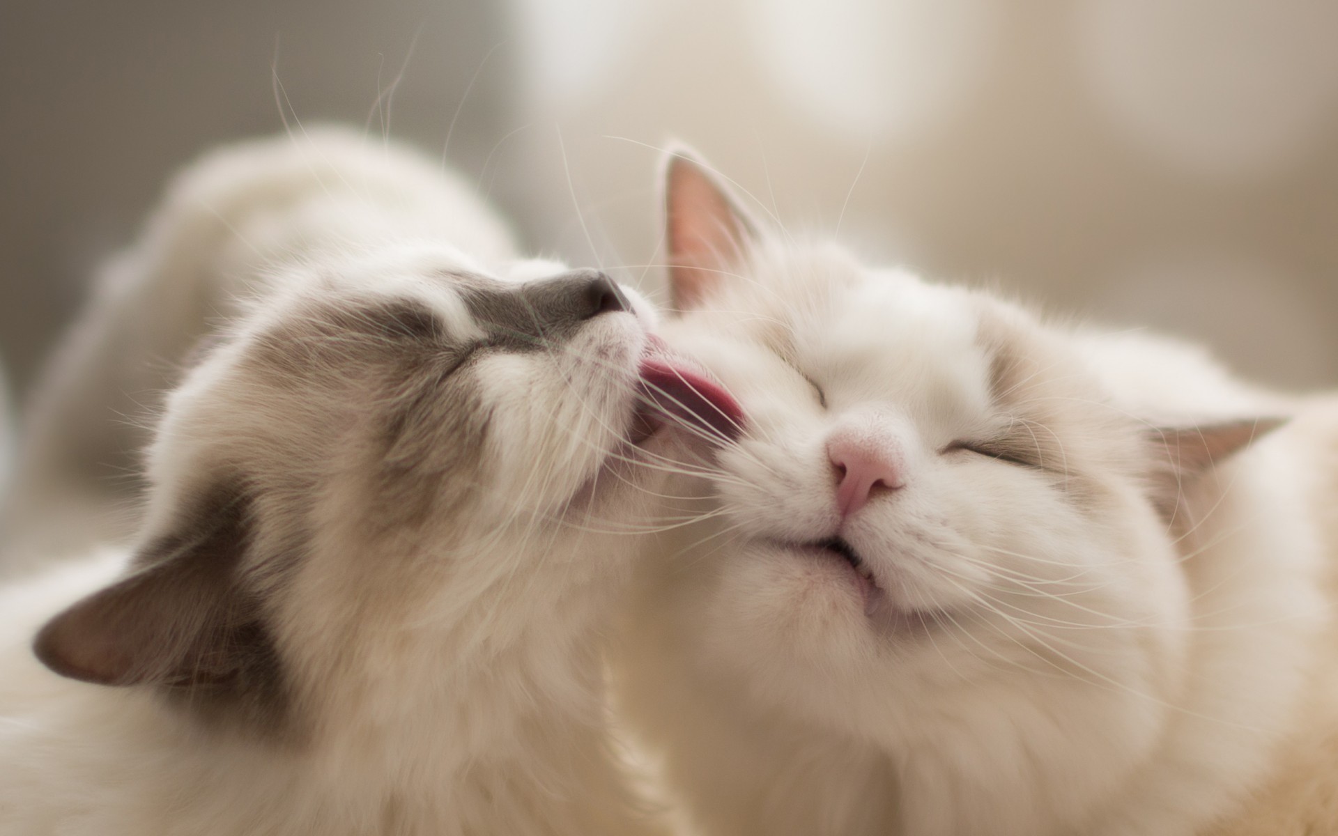 cats, depth of field, friendship, HD Wallpaper